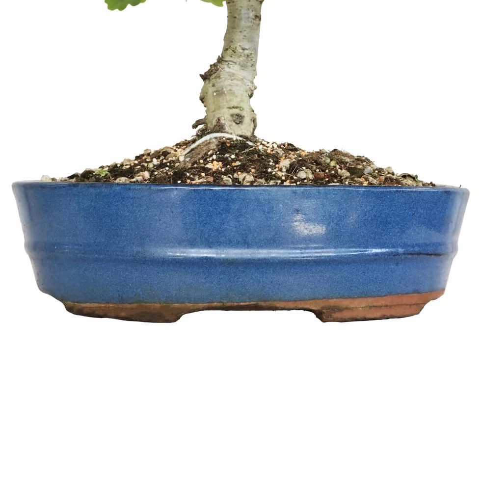 KENTIS Bonsaï Quercus Pubescens Chêne pubescent du Japon Vraies Plantes Décoratives d'Extérieur H 40-45 cm Pot Ø 26 cm