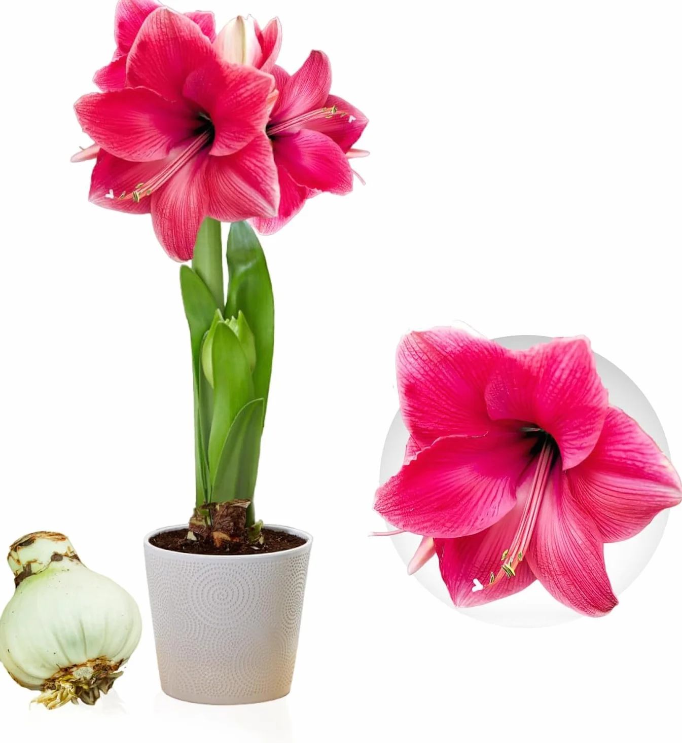 Amaryllis Bulbe Pink Passion 1 pièce Bulbes à fleurs grand format 26/30 Hippeastrum