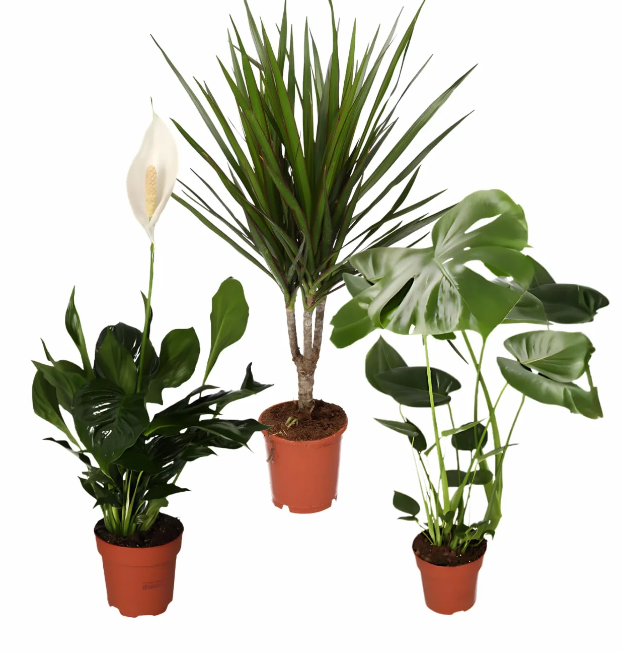 Lot de 3 purificateurs d'air Monstera, Spathiphyllum, Dracaena Ø 40-70 cm
