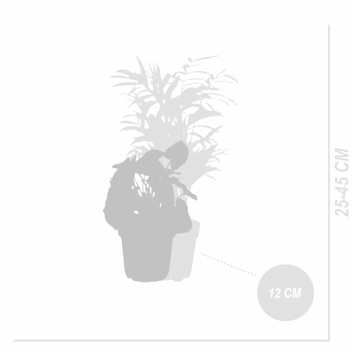 Bloomique Lot de 6 Plantes Vertes Bananier Caféier Syngonium Chamaedorea Spathiphyllum Dieffenbachia 20-40 cm Pot 12 cm