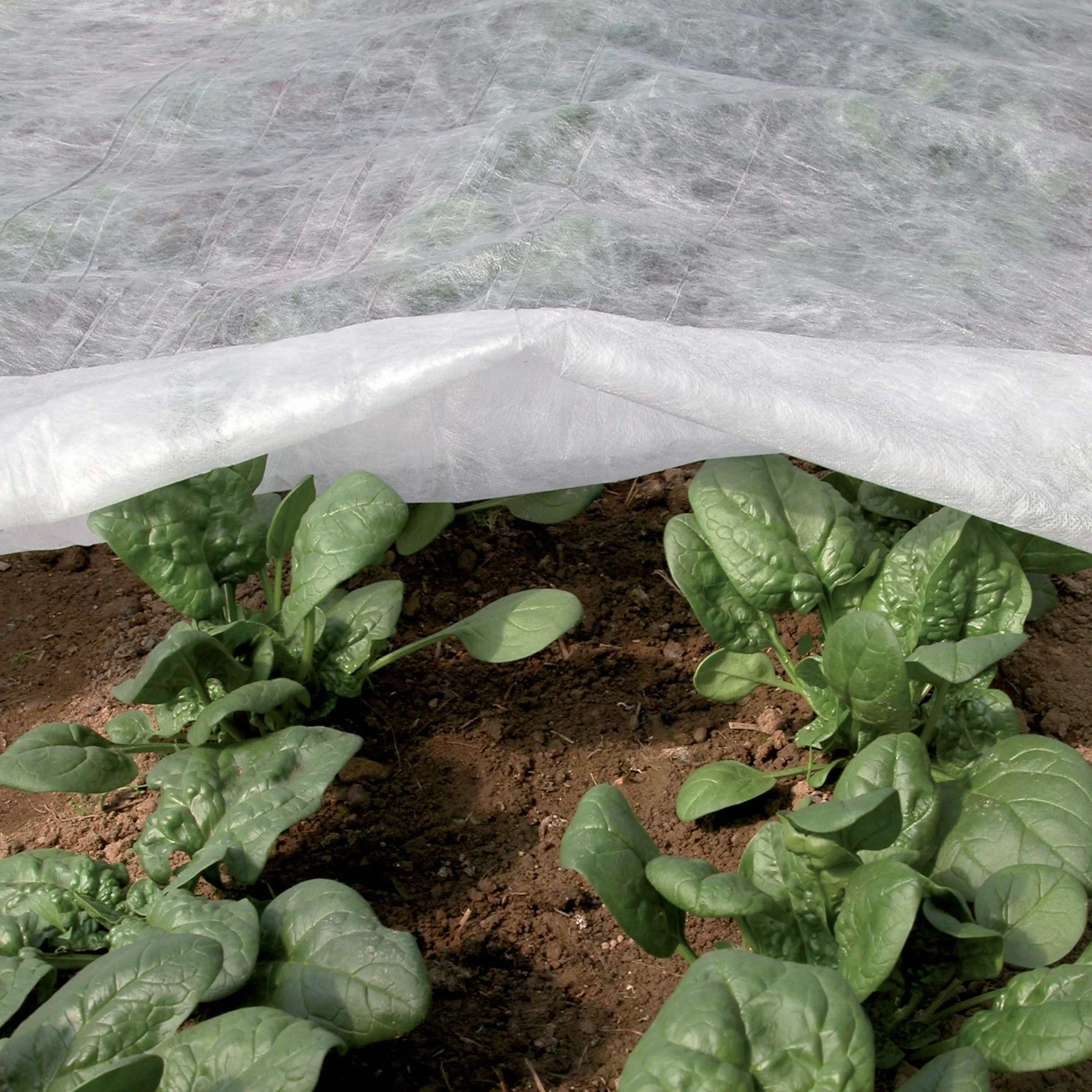 Tenax Ortoclima Plus 2,00x500 m Blanc, Voile d'Hivernage pour Plantes et Cultures, en Tissu Non Tissé 30 g/m², Protège Les Plantes, Fleurs et Légumes du Froid