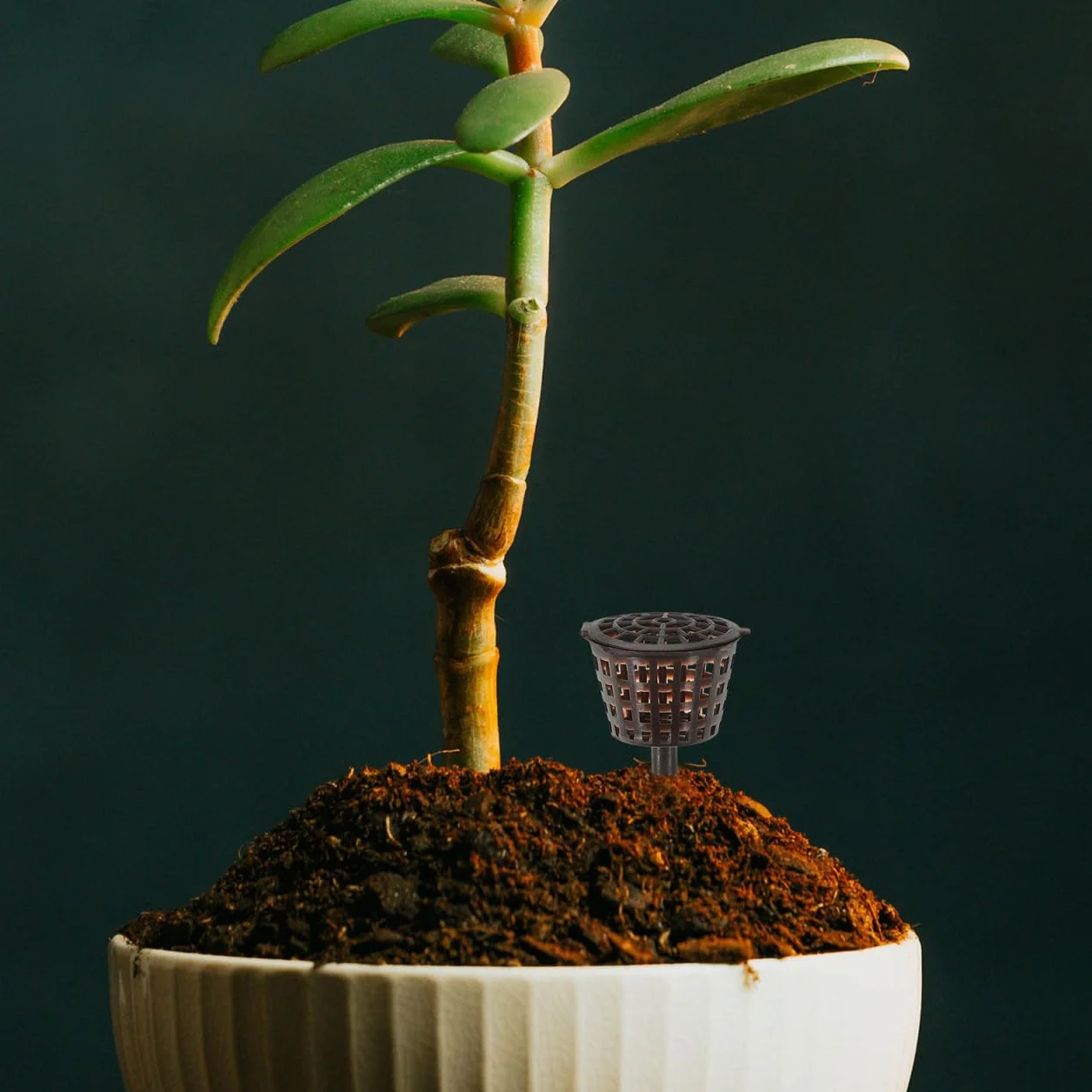 Boîte à Engrais Plastique pour Plantes Bonsai 20 Pièces Couleur Café avec Couvercle