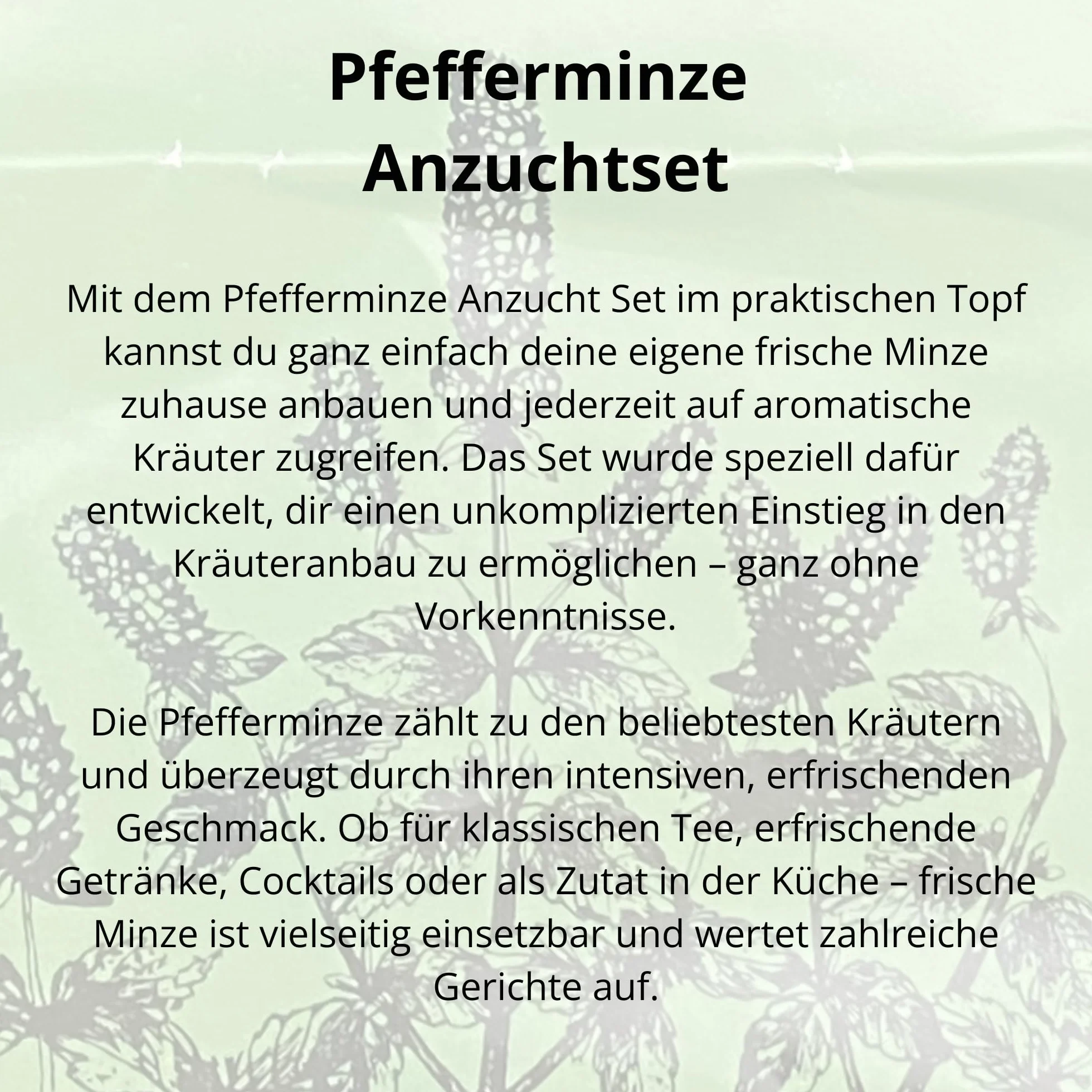 Kit de culture de menthe poivrée avec graines et terre pour rebord de fenêtre