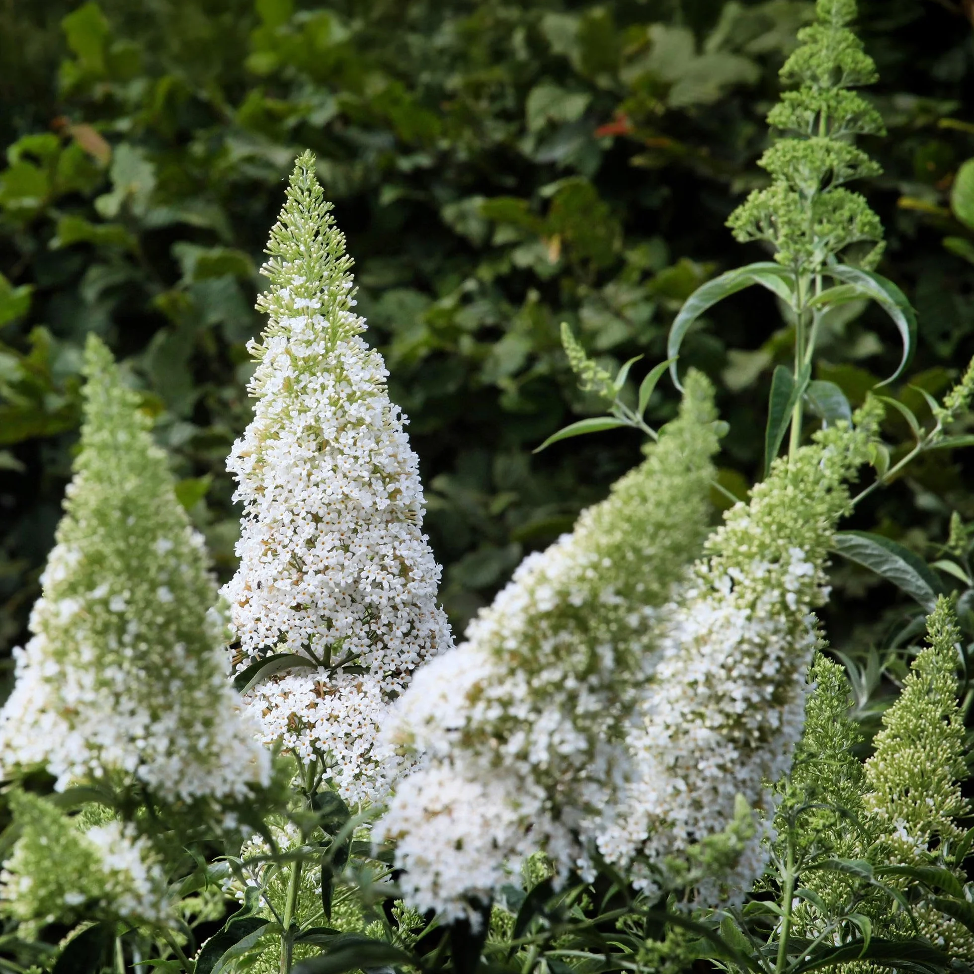Buddleja davidii White Profusion Arbre à papillons Fleurs Blanches Pot 17cm Hauteur 25cm