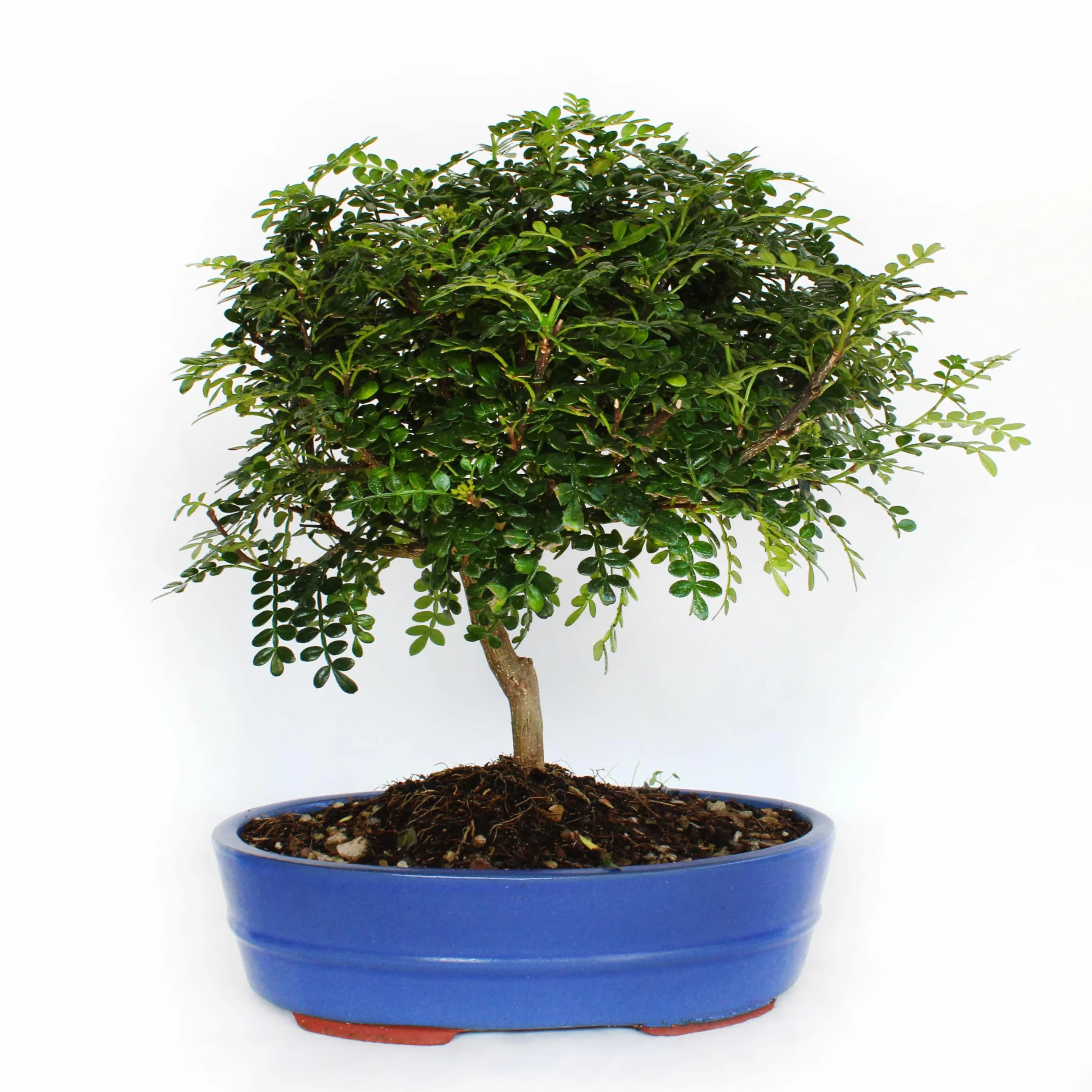 Bonsaï Zanthoxylum Piperitum Poivre du Sichuan H 30-40 cm Pot Ø 26 cm