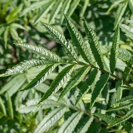 Graines de plantes Huacatay Menthe 100pcs