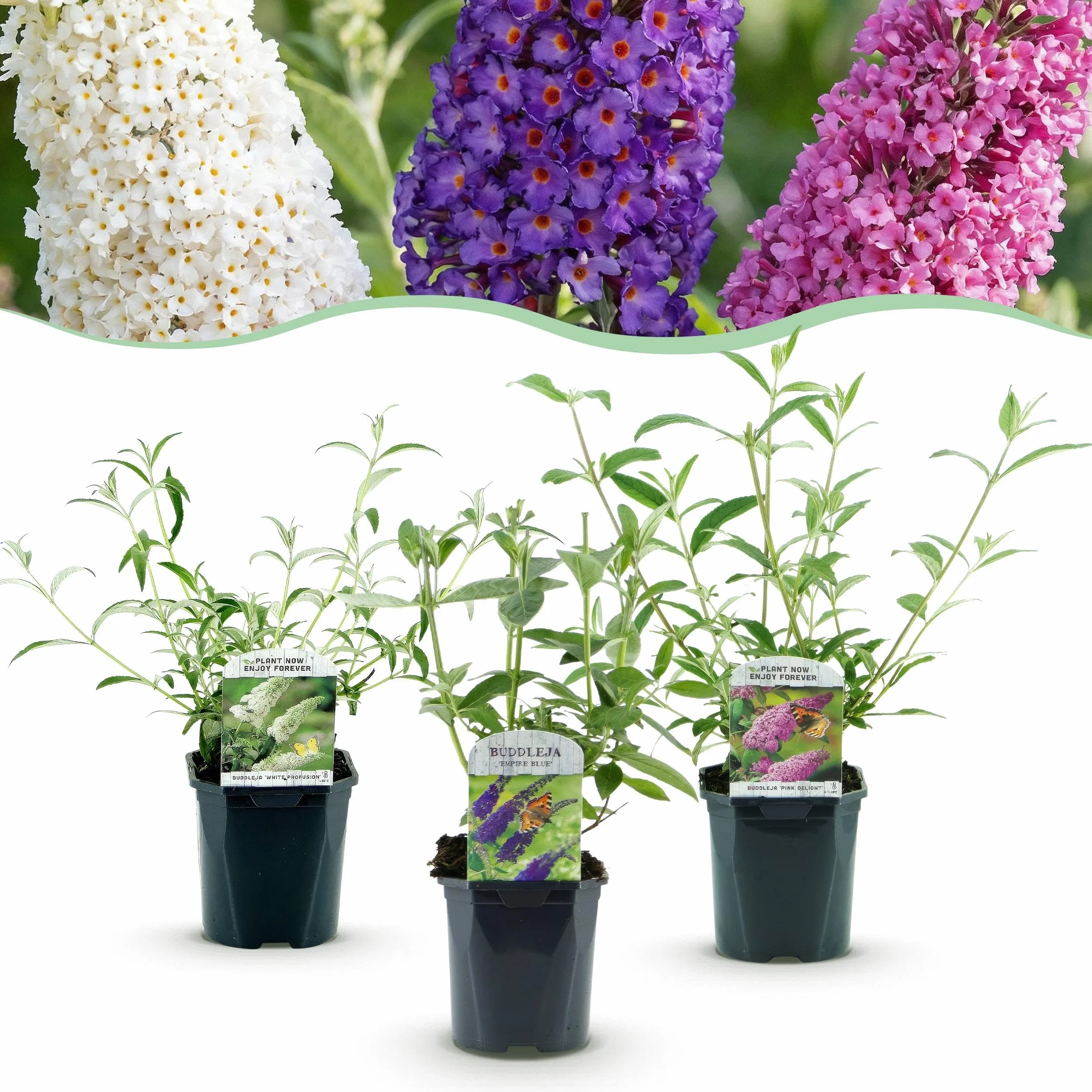 Buddleja davidii Tricolour Arbre à papillons 3 Plantes Pot 17cm Hauteur 45cm