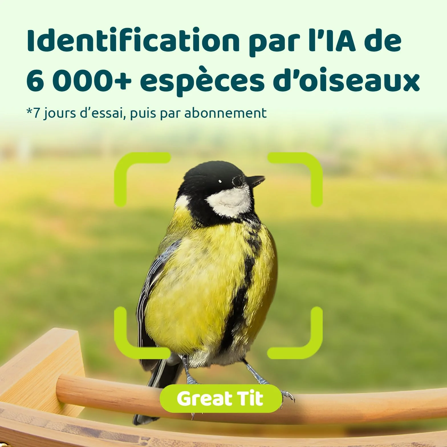 Netvue Birdfy Mangeoire Oiseaux Bambou Caméra Solaire Vision Nocturne Capture Auto Images Vidéos Notification