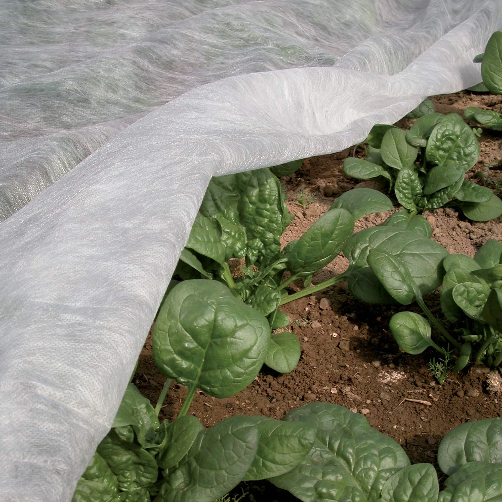 Tenax Ortoclima Plus 2,00x500 m Blanc, Voile d'Hivernage pour Plantes et Cultures, en Tissu Non Tissé 30 g/m², Protège Les Plantes, Fleurs et Légumes du Froid
