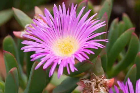 Nasiona Carpobrotus aequilaterus Rara Mesembryanthemum Exotic 50 nasion