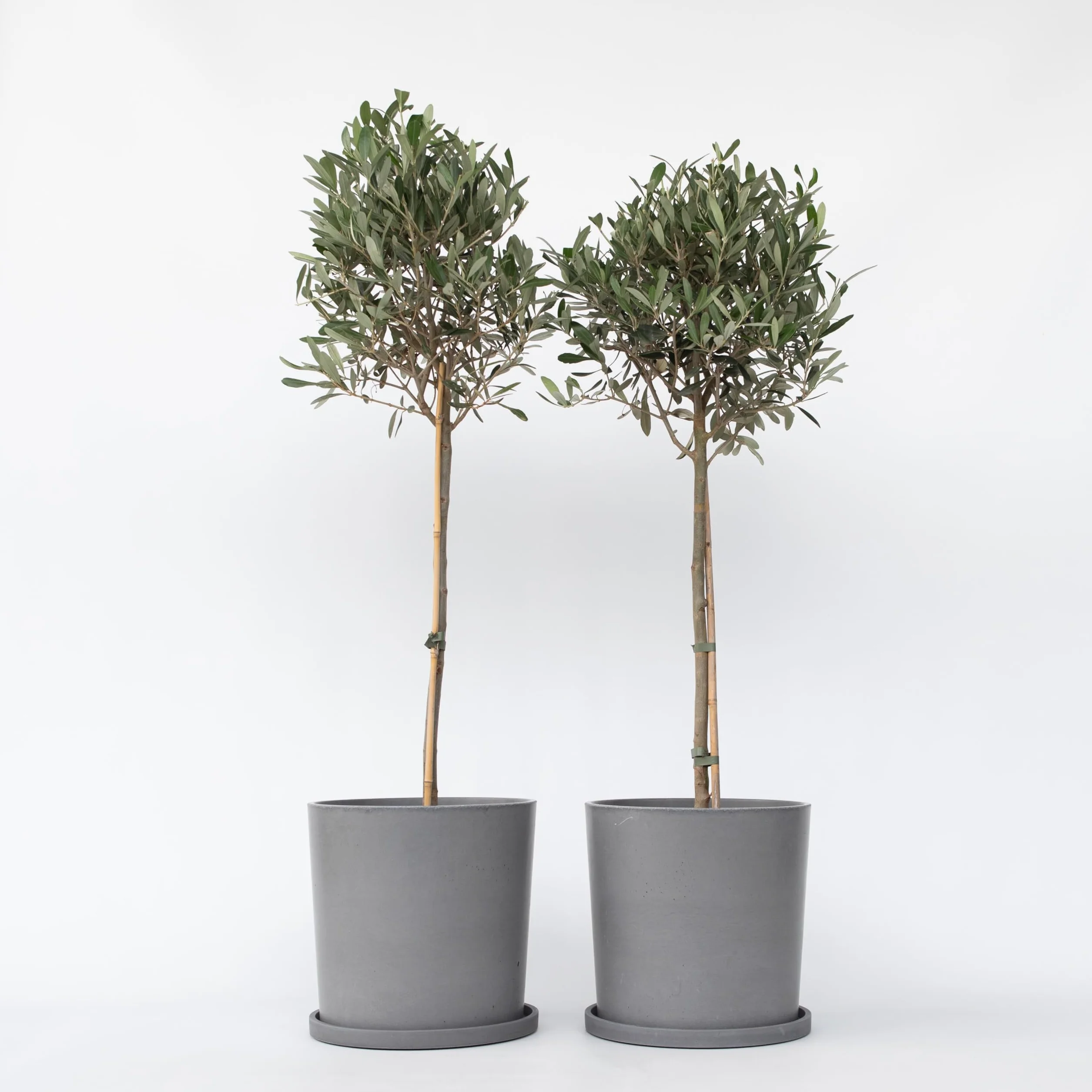 Olea Europaea Oliviers sur tige Set de 2 Pot 21cm Hauteur 90-100cm