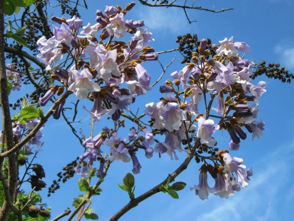 SAFLAX Arbre impérial Paulownia tomentosa 200 graines