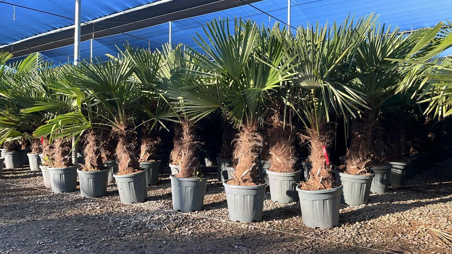 Trachycarpus Fortunei Palmier chinois éventail 140-160 cm pot Ø 33 cm résistant -18 °C