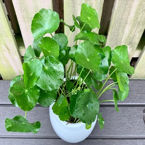 Nasiona Hydrocotyle 30 sztuk świeże