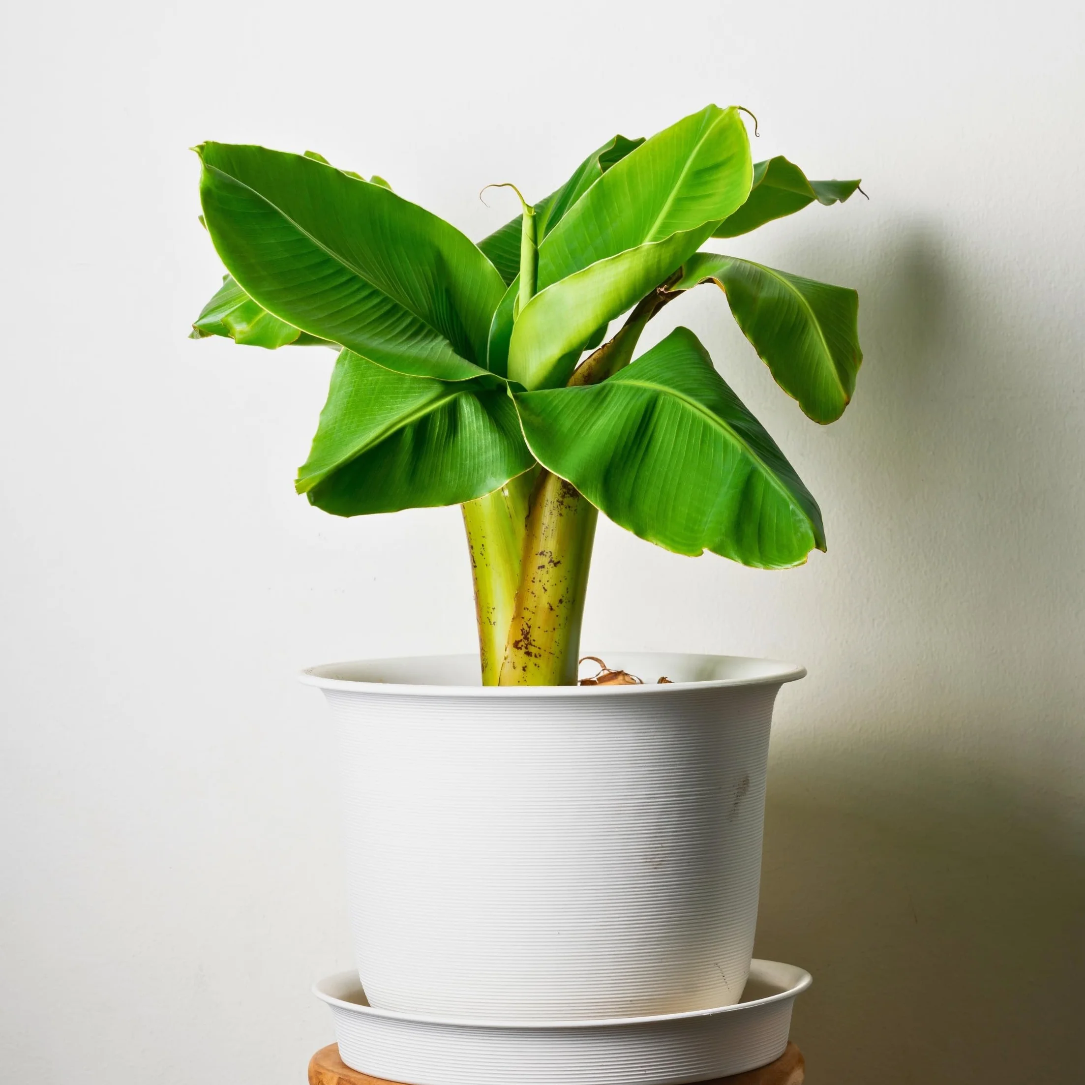 Musa Basjoo Bananier Rustique Plante Jardin Pot 9cm Hauteur 25-40cm Set de 6