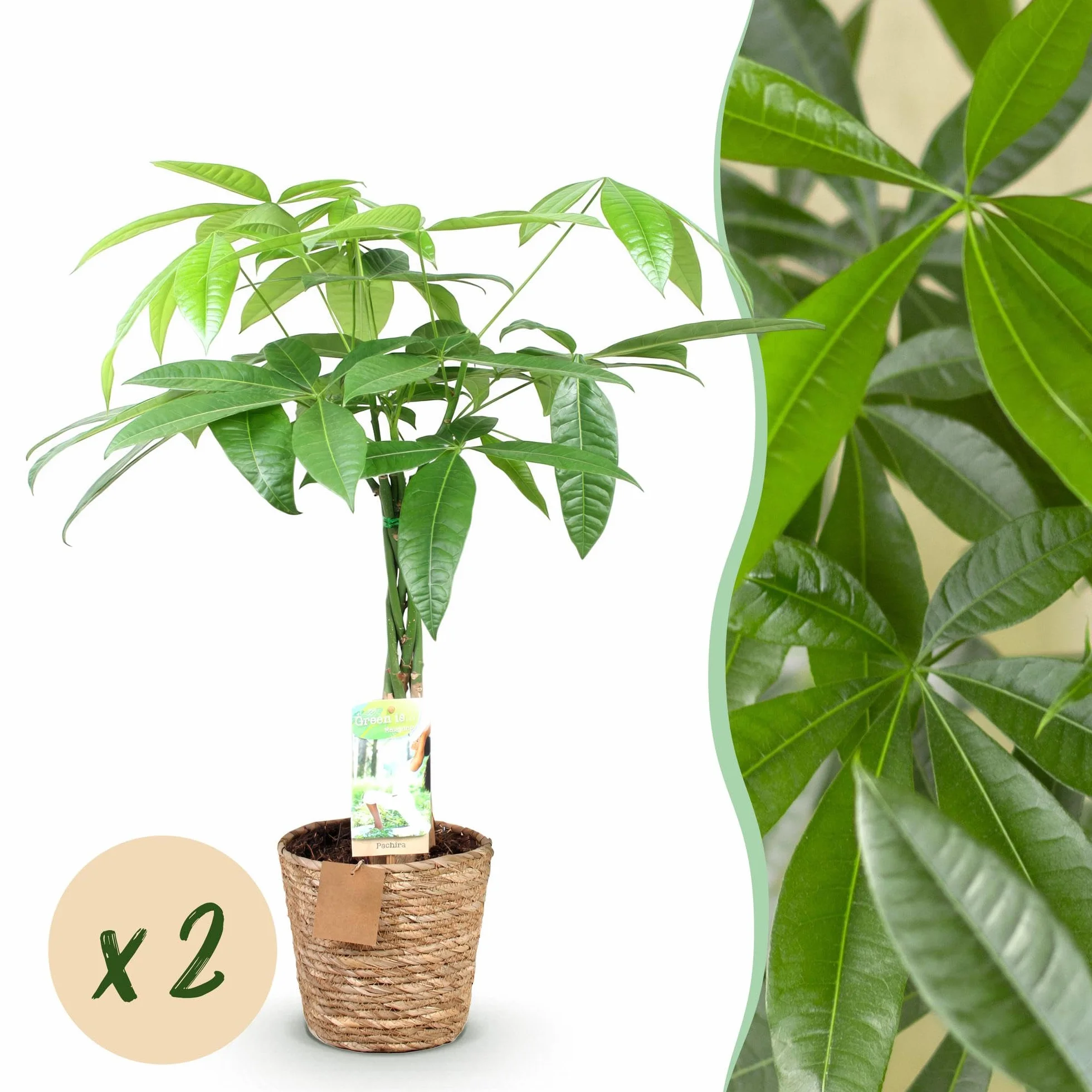 Pachira Aquatica tige tressée Arbre à monnaie Plante d'intérieur Pot 17cm 60-70cm Vert