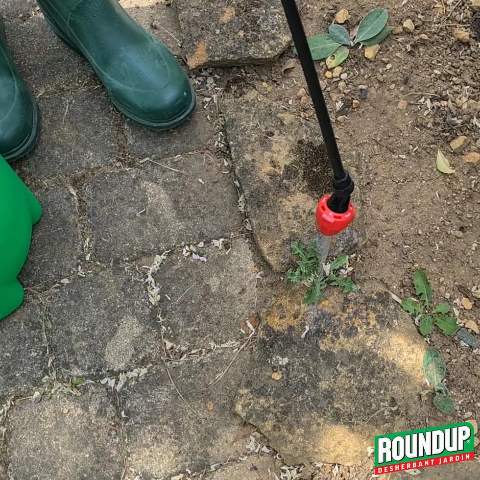 ROUNDUP Désherbant Concentré 2-en-1 Mauvaises Herbes Mousses 400ml