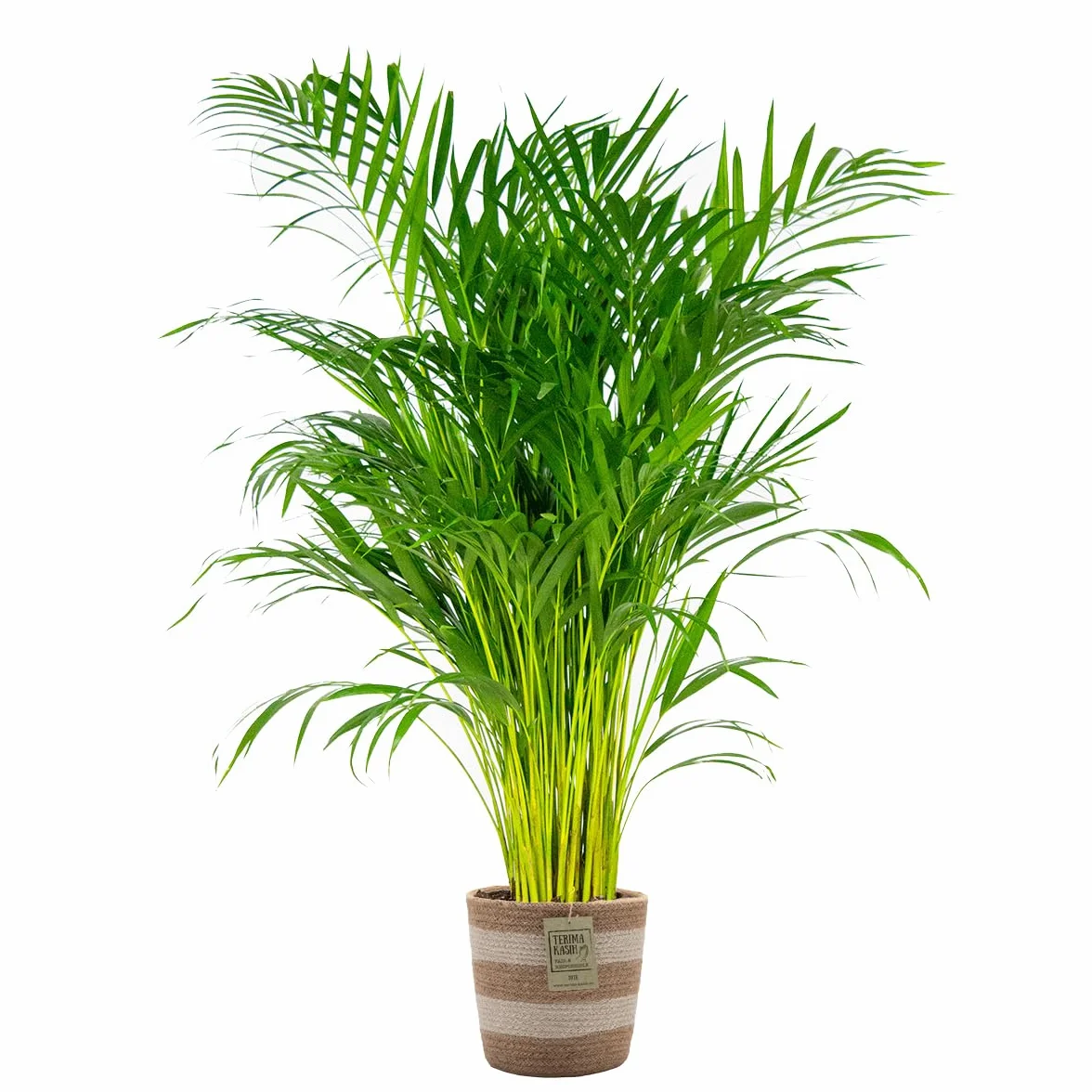 Dypsis Lutescens Palmier Areca Plante d'intérieur Dépolluante Hauteur 100-110 cm Panier en jute 21 cm
