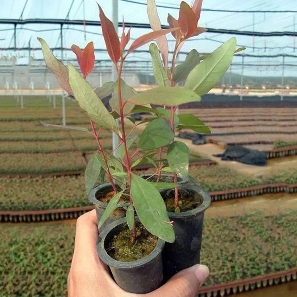 Eucalyptus Arbre Graines, 30 Graines Bonsaï Plante Aromathérapie Décoration Maison