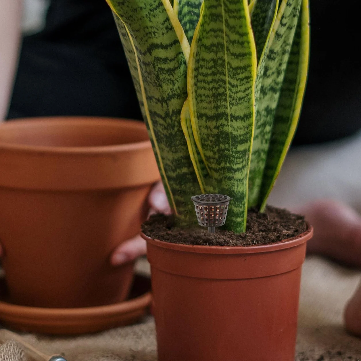 Boîte à Engrais Plastique pour Plantes Bonsai 20 Pièces Couleur Café avec Couvercle