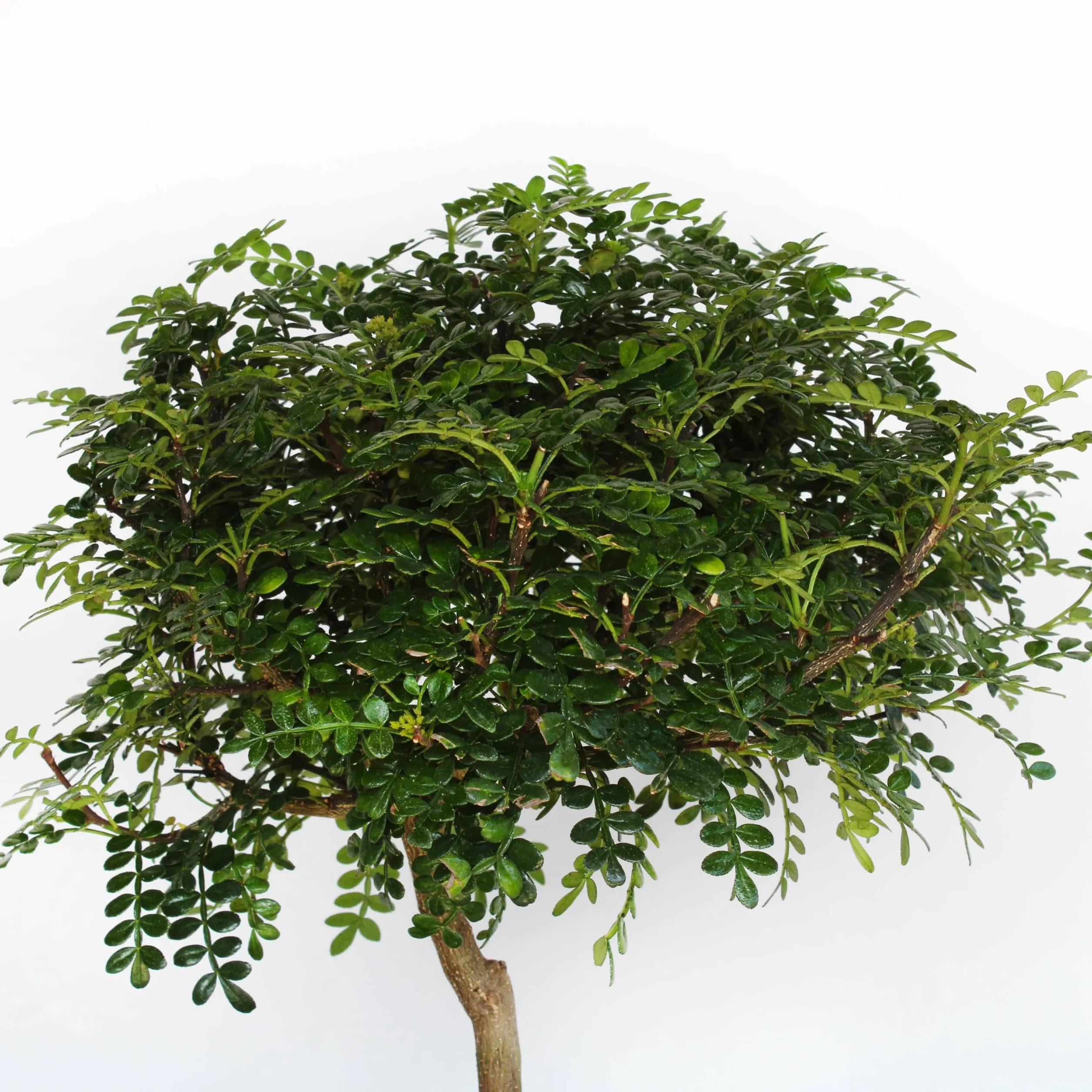Bonsaï Zanthoxylum Piperitum Poivre du Sichuan H 30-40 cm Pot Ø 26 cm