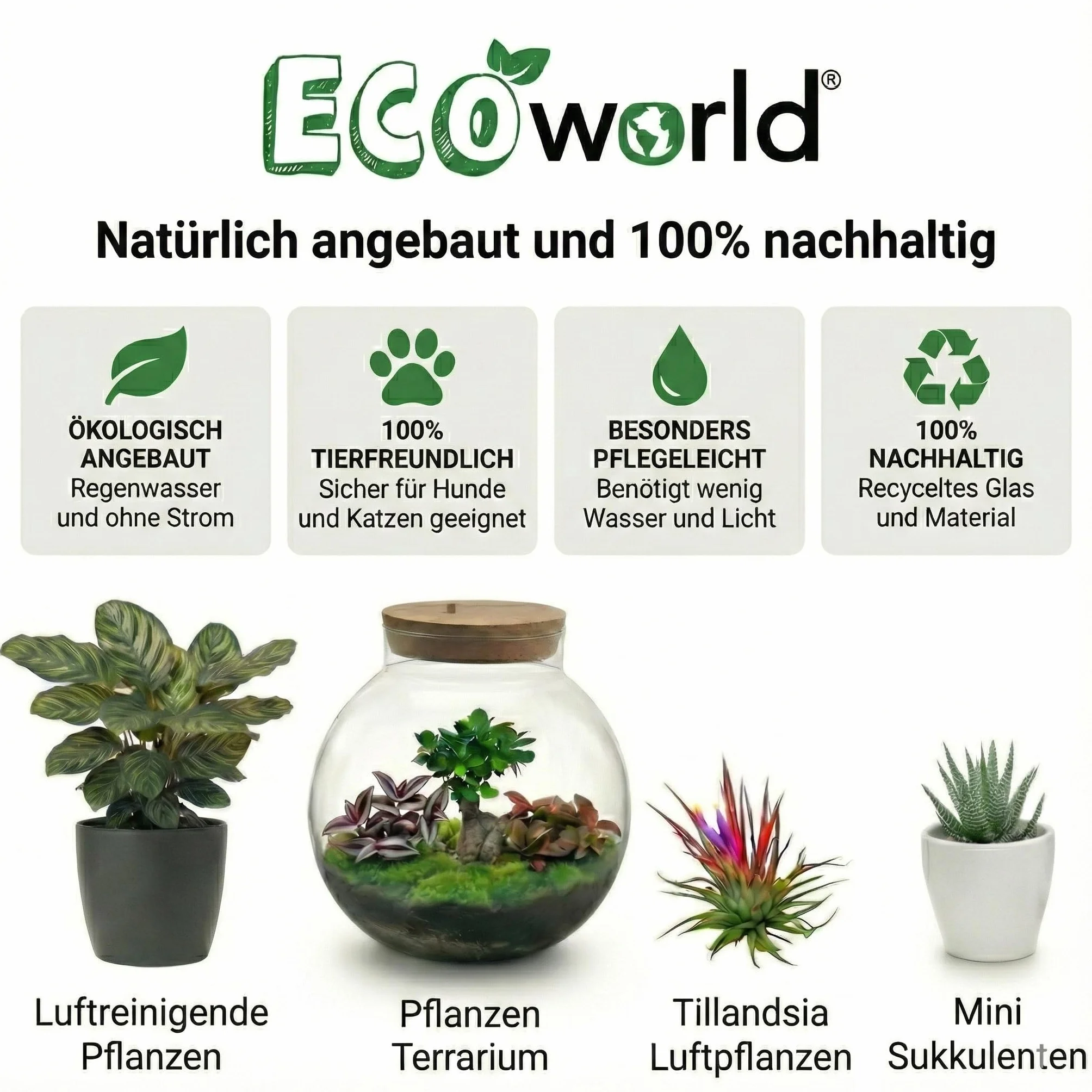Set Plantes Dépolluantes 6 Pièces avec Pots Décoratifs Anthracite Ø12 cm Hauteur 30-40 cm