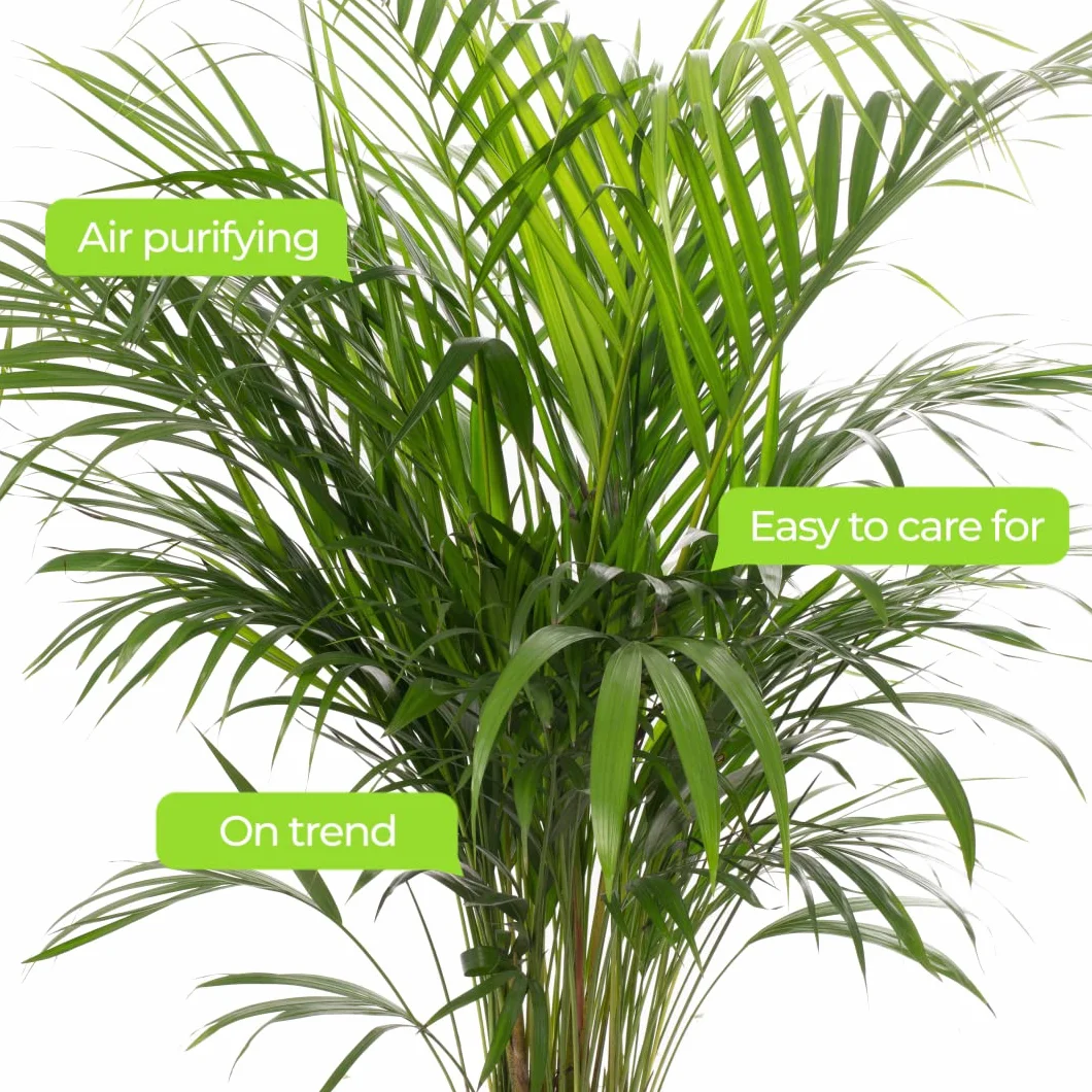 Areca Palme palmier à fruits dorés Plantes d'intérieur 80-90 cm pot