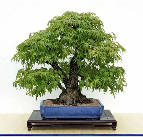 Metasequoia Bonsai Graines 20 szt. - Metasequoia glyptostroboides Nasiona Bonsai Jardinage