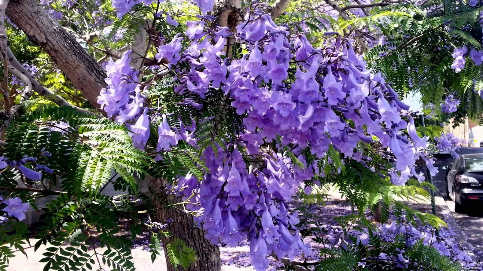 Paulownia Tomentosa Bluebell Tree - 50 graines fraîches