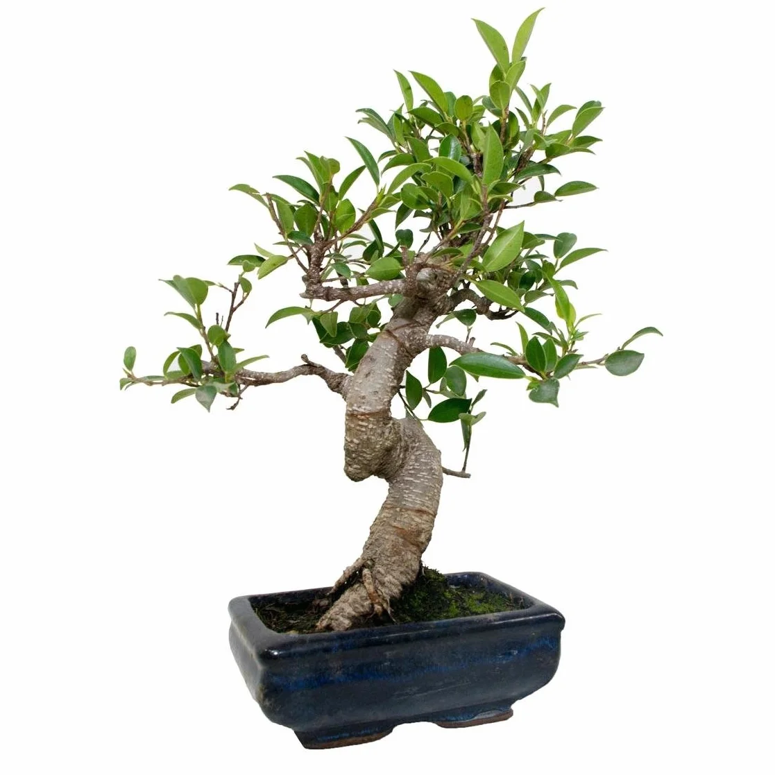 Ficus Retusa 6 ans