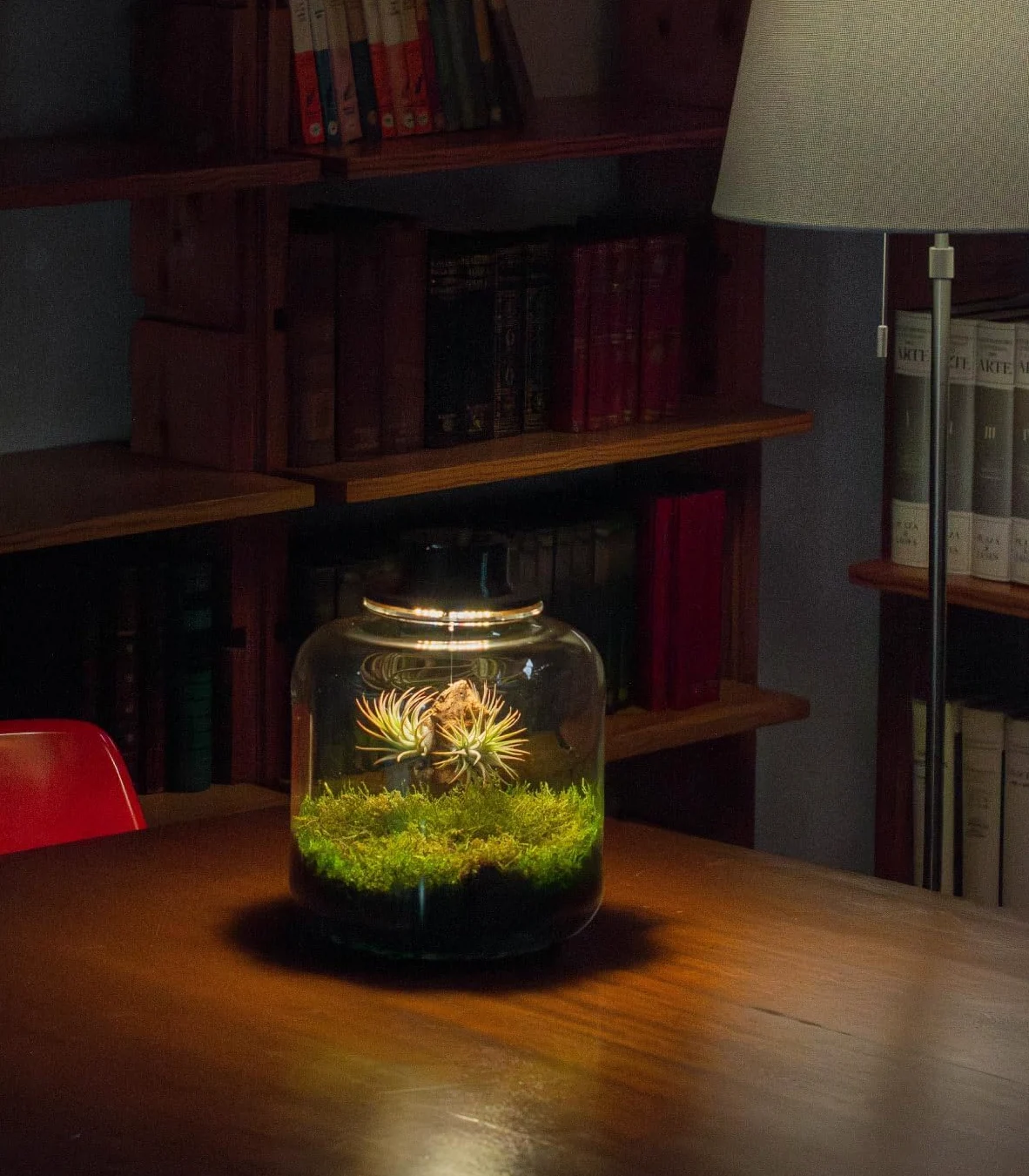 Jardin en bouteille Terrarium Plantes Verre Transparent Couvercle avec Spot LED Kit Jardin en Bouteille Tout Inclus Plantes d'Air Naturelles en Raiz d'Olivier