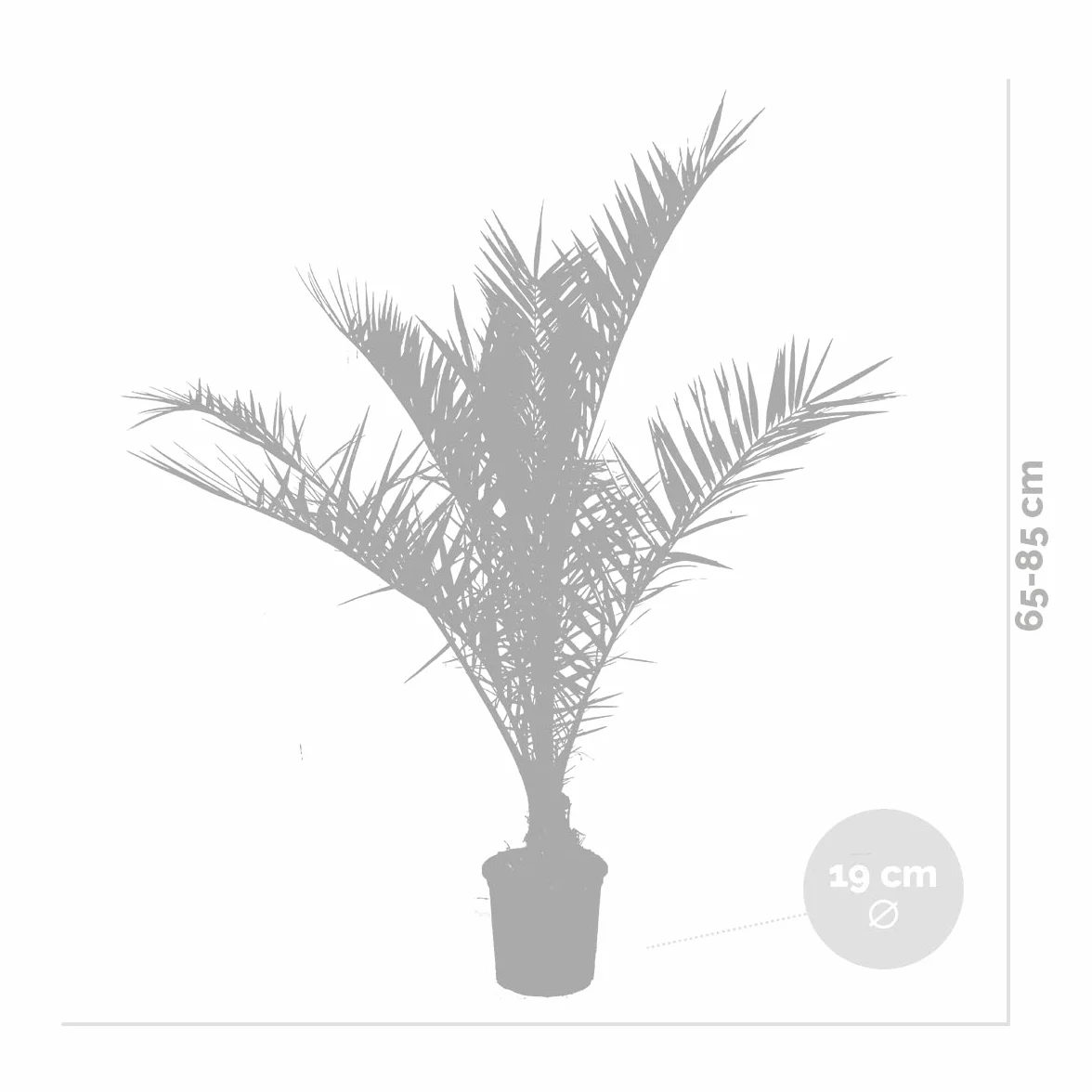 Palmier des Canaries Phoenix Canariensis 80-100 cm Pot 19 cm