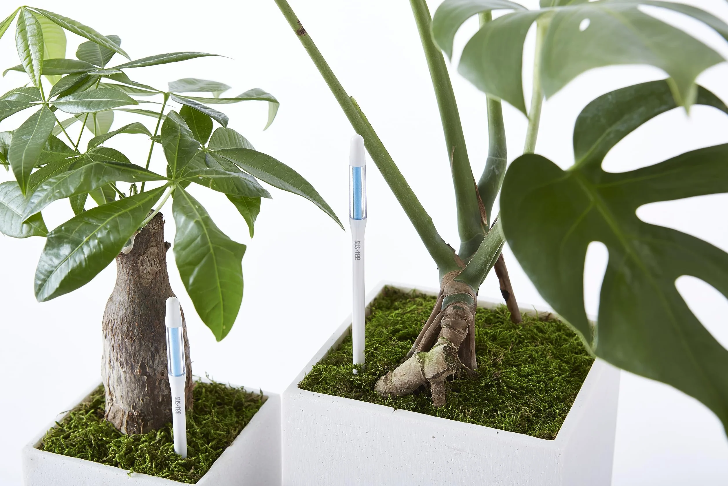 IPPINKA Aquamètre Sustee - Lot de 36 - Humidimètre pour plantes d'intérieur - Blanc moyen - Rechargeable