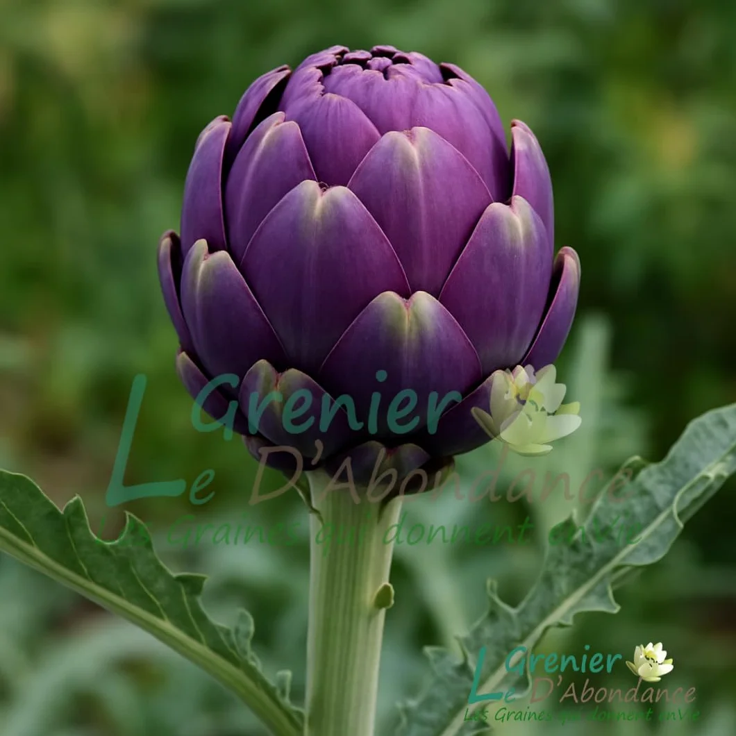 Le Grenier d'Abondance ARTICHAUT Violet de Provence Cynara scolymus 10 graines