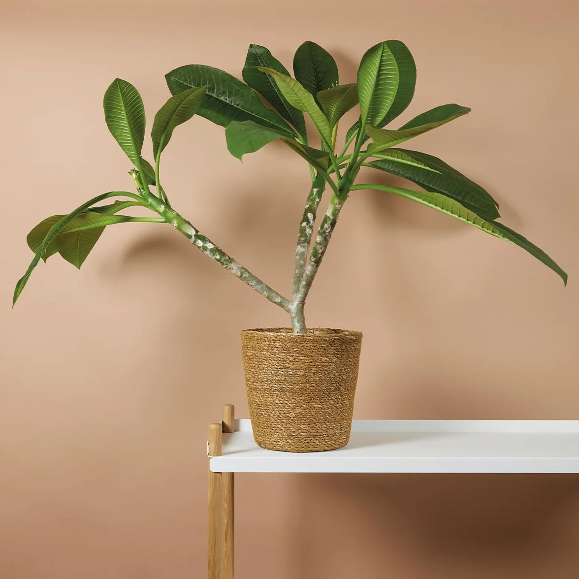 Bloomique Plumeria Frangipanier Arbre du Temple Plantes d'intérieur fleuries parfumées Hauteur 60-70 cm Pot 17 cm