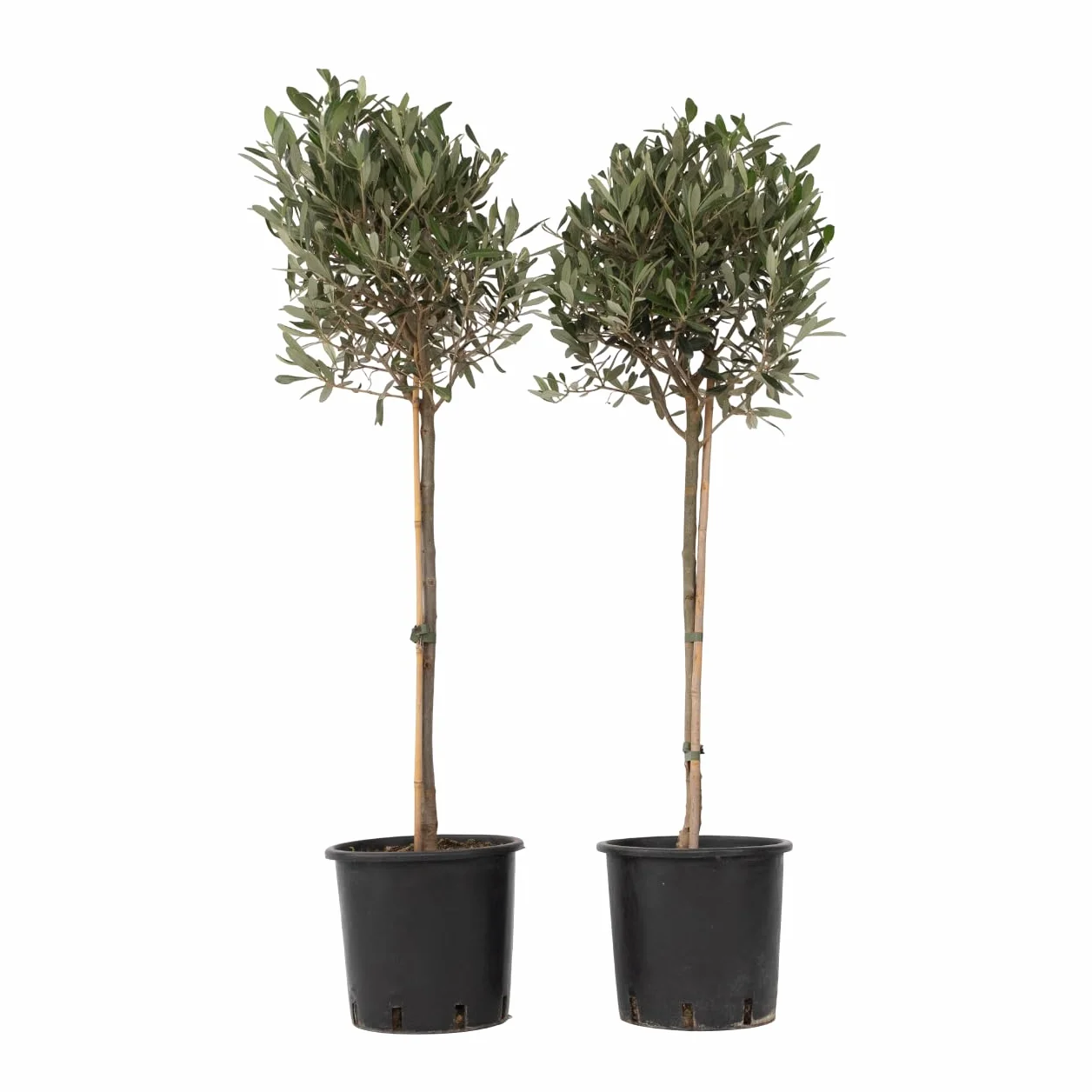 Olea Europaea Oliviers sur tige Set de 2 Pot 21cm Hauteur 90-100cm