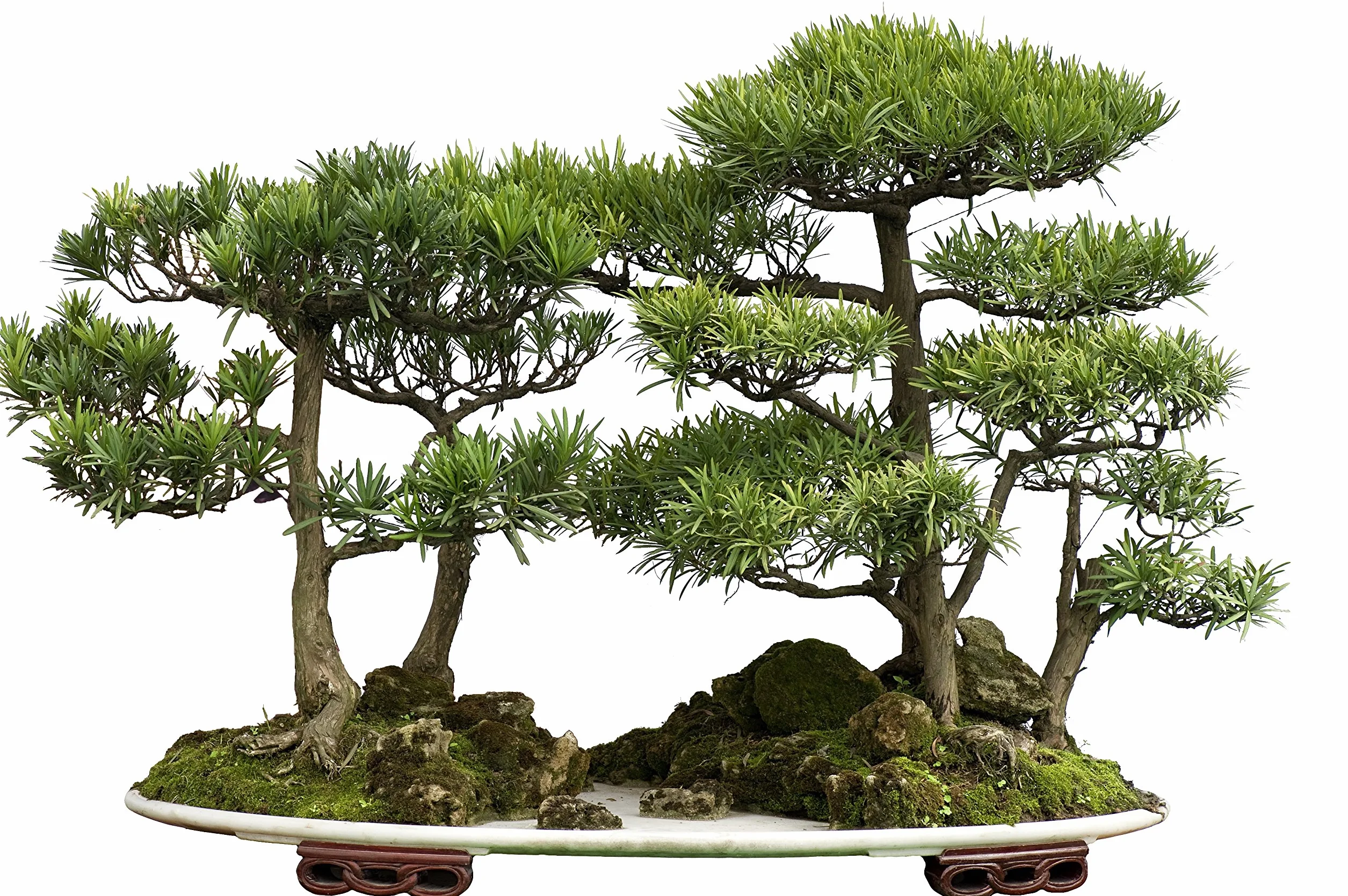 Graines de Cèdre du Japon Cryptomeria japonica Rustique - Semences de Bonsaï 25 Graines