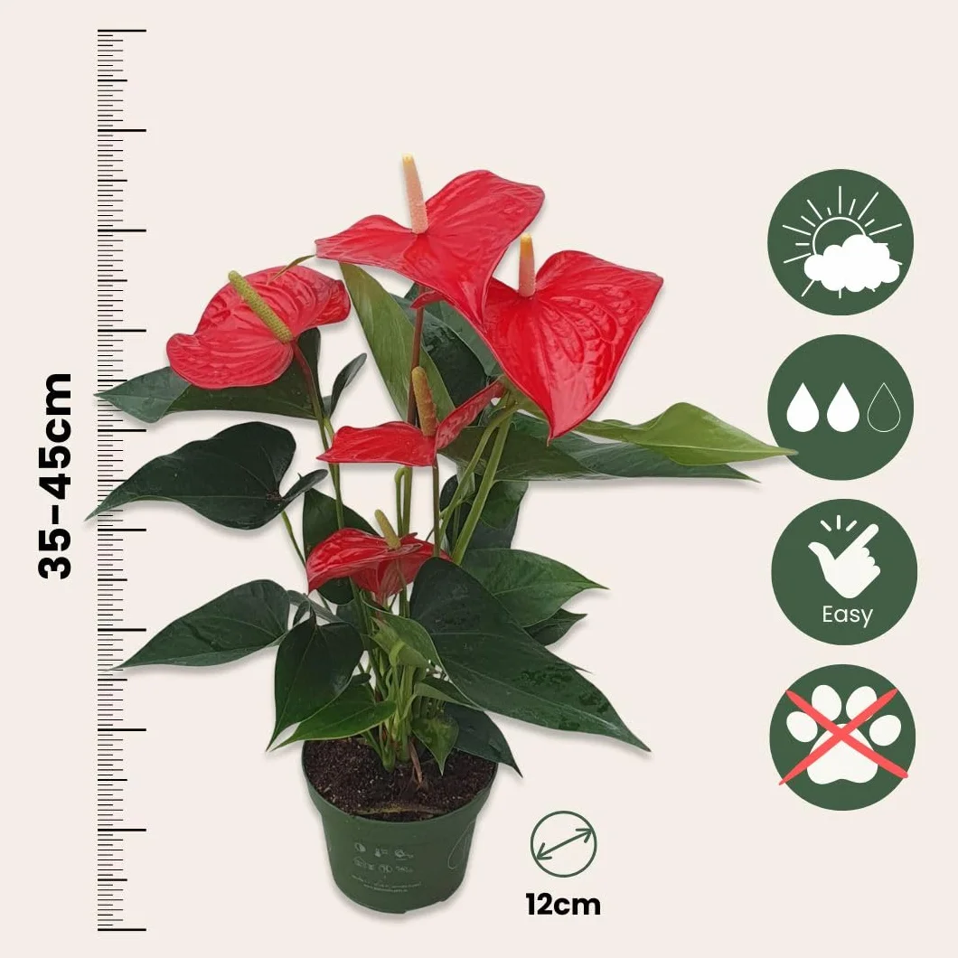Anthurium 'Royal Champion' Roślina doniczkowa kwitnąca Czerwony 35-45cm 12cm