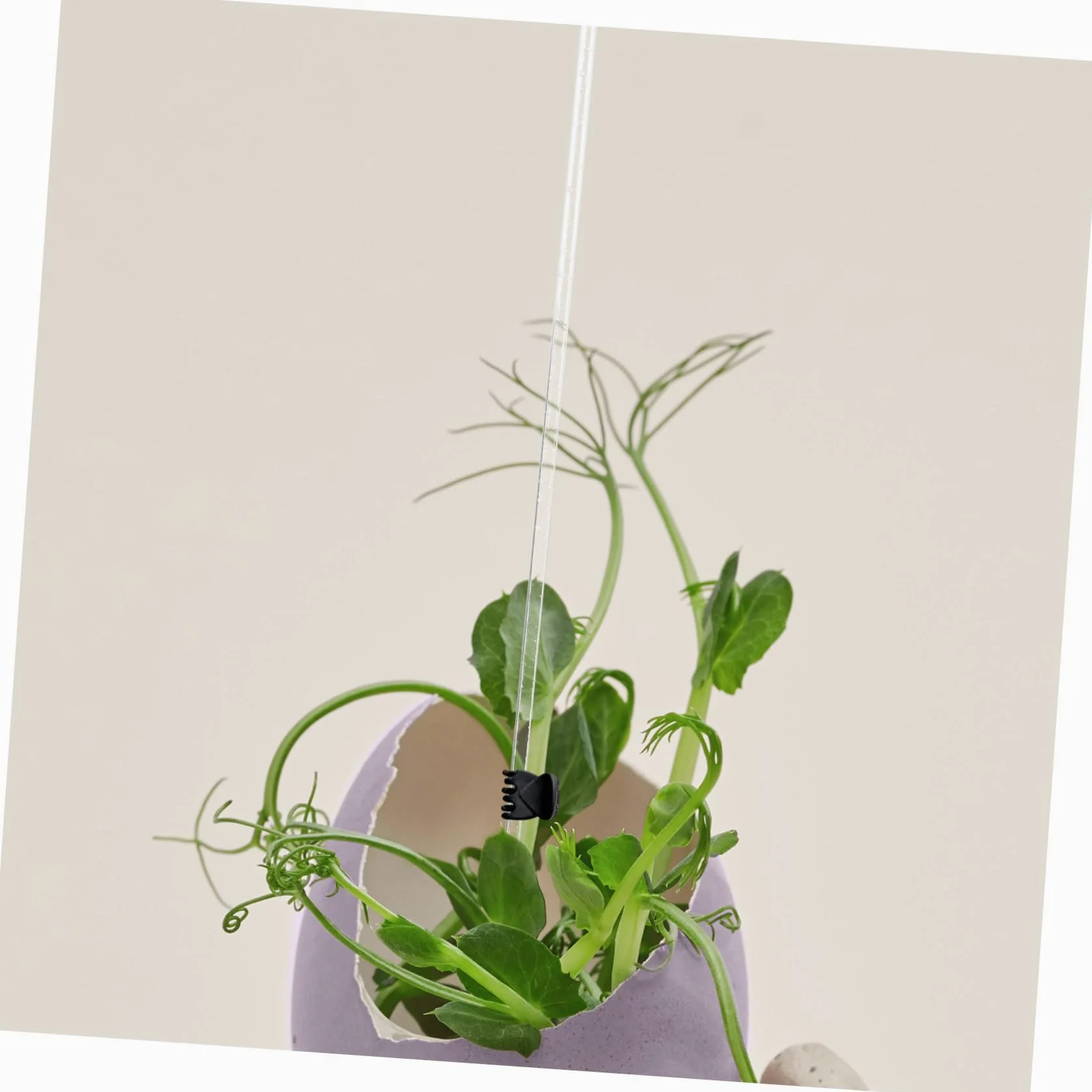 5 Ensembles Support De Plante Transparent Lot de Piquets pour Plantes Grimpantes Support Durable 10 Pièces * 5