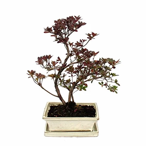 Bonsai Rhododendron simsii Azalea 20cm pot Outdoor Bonsai