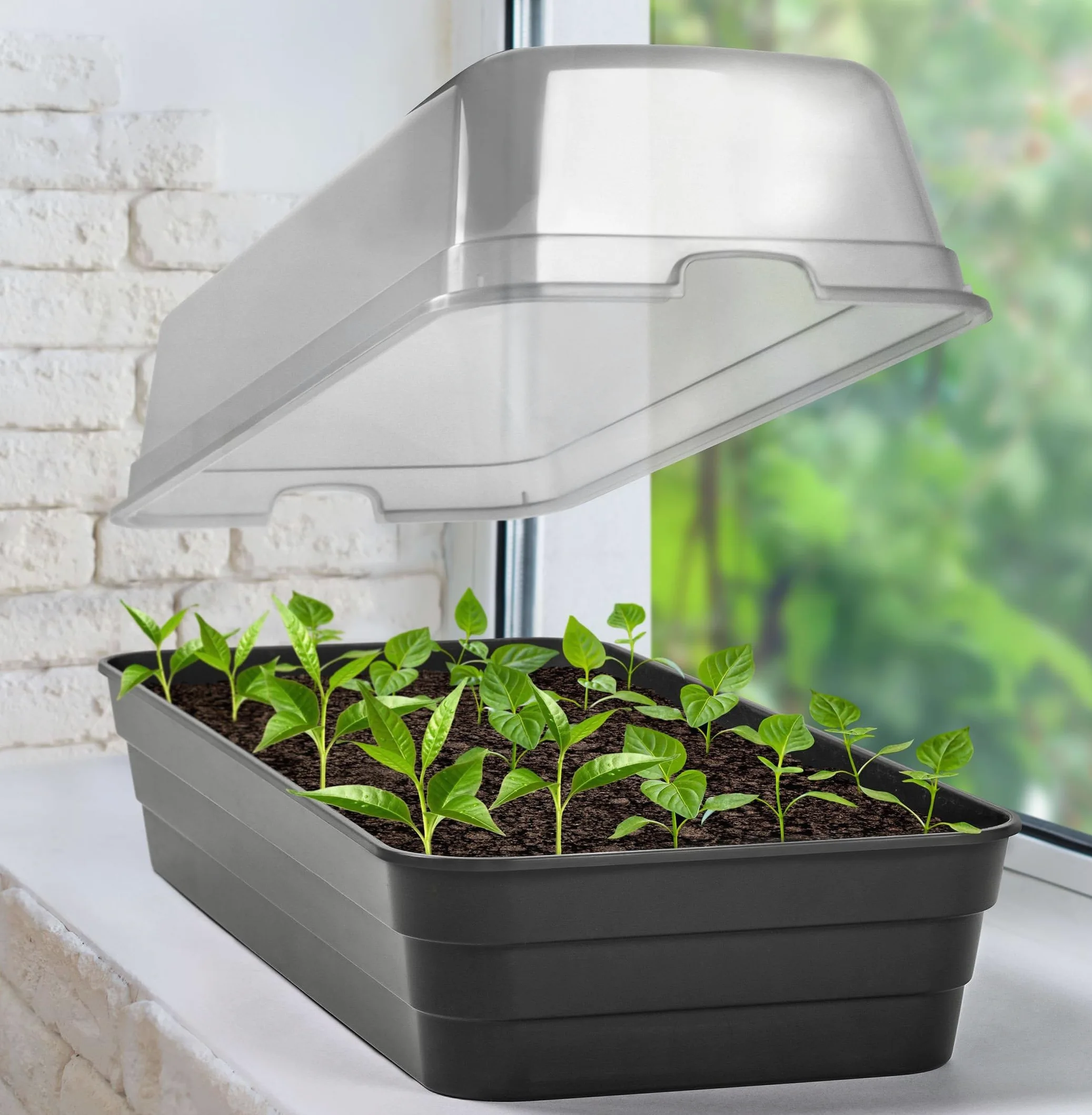 Dynamic24 Serre d'Élevage Mini Avec Couvercle - Serre d'Intérieur Pour Petite Culture (10 x 51 cm)