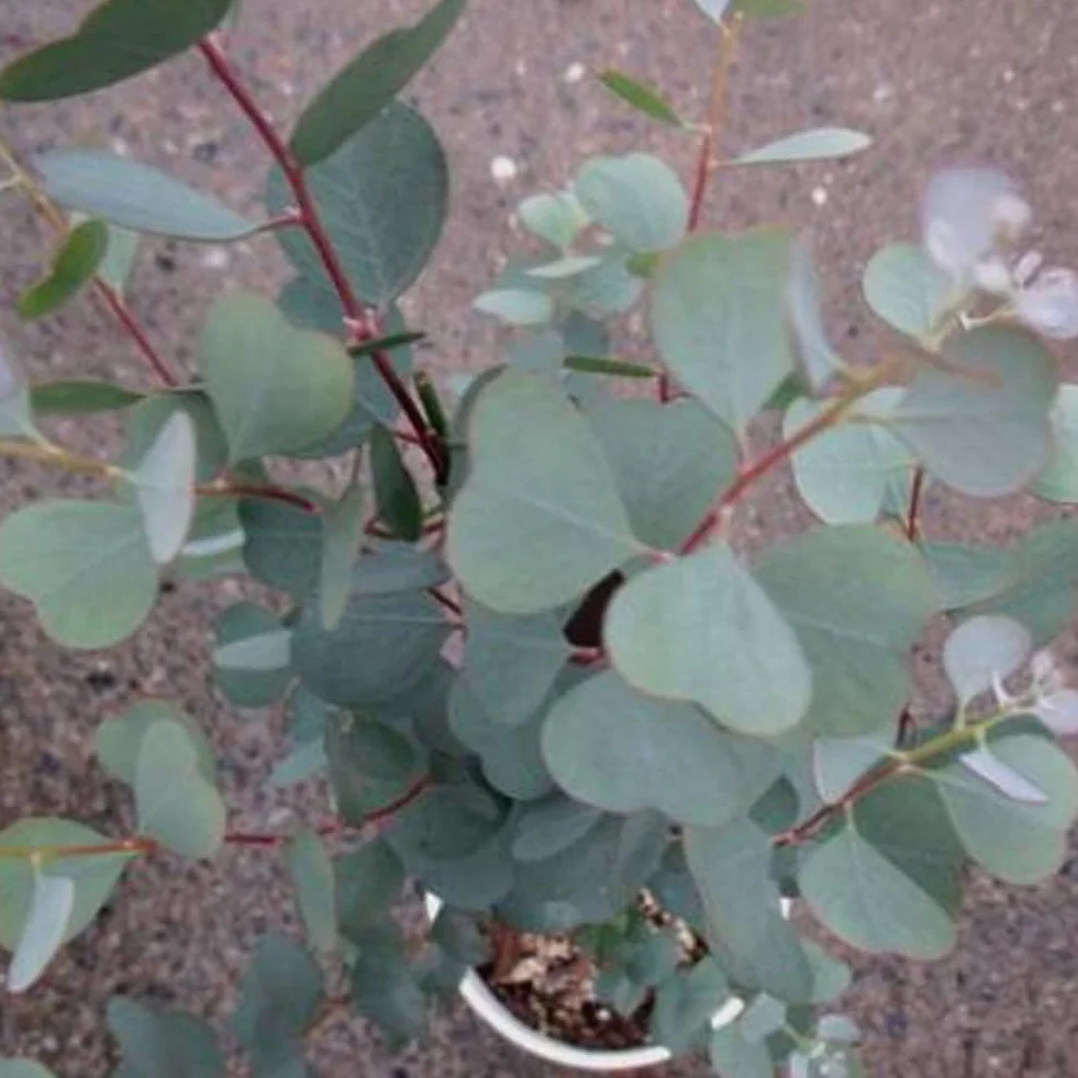 Eucalyptus Arbre Graines, 30 Graines Bonsaï Plante Aromathérapie Décoration Maison