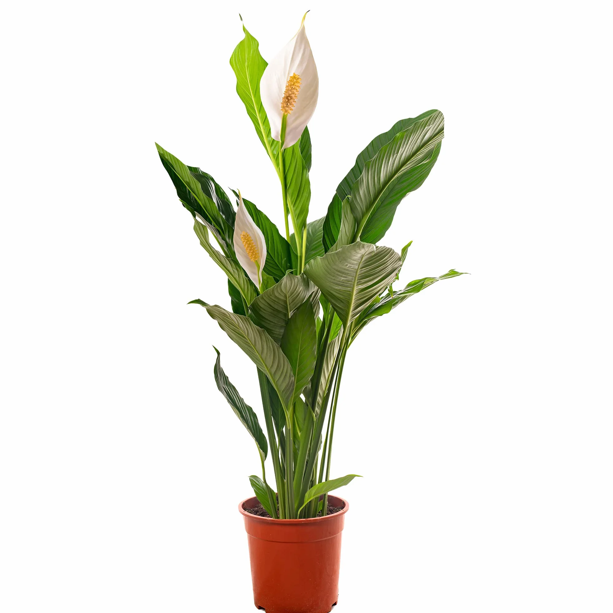 Spathiphyllum grande plante d'intérieur purificateur d'air