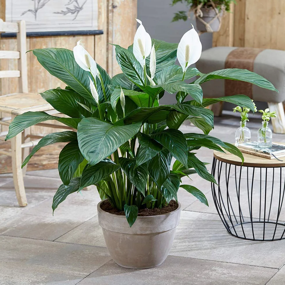 Spathiphyllum Fleur de Lune Plante d’intérieur 9 cm