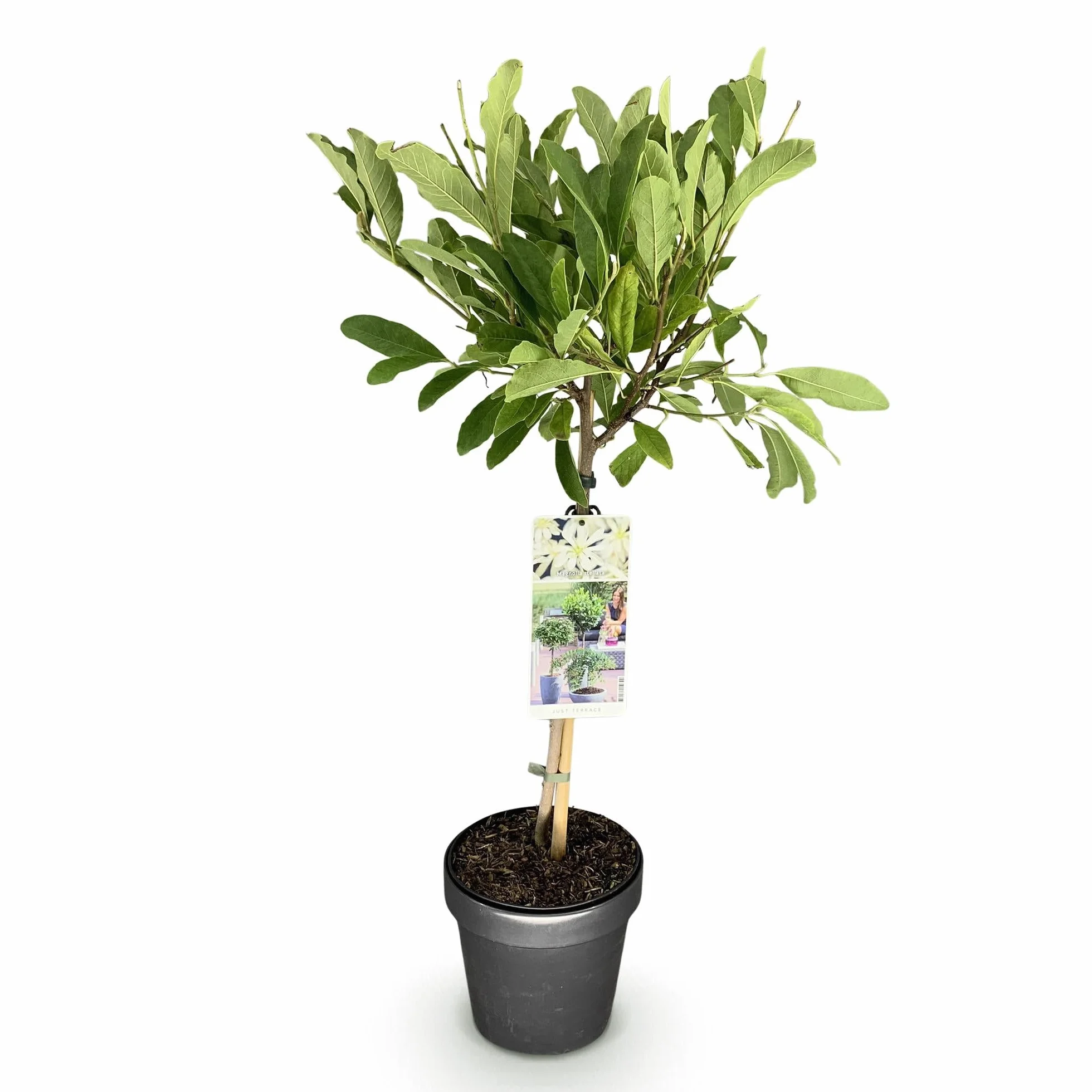 Magnolia stellata Plante sur Tige Pot 19cm Hauteur 90cm Fleurs Blanches Feuillage Caduc