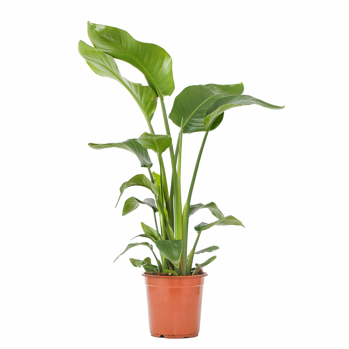 Bloomique Strelitzia Nicolai Plante oiseau de paradis Pot 21 cm Hauteur 90-110 cm