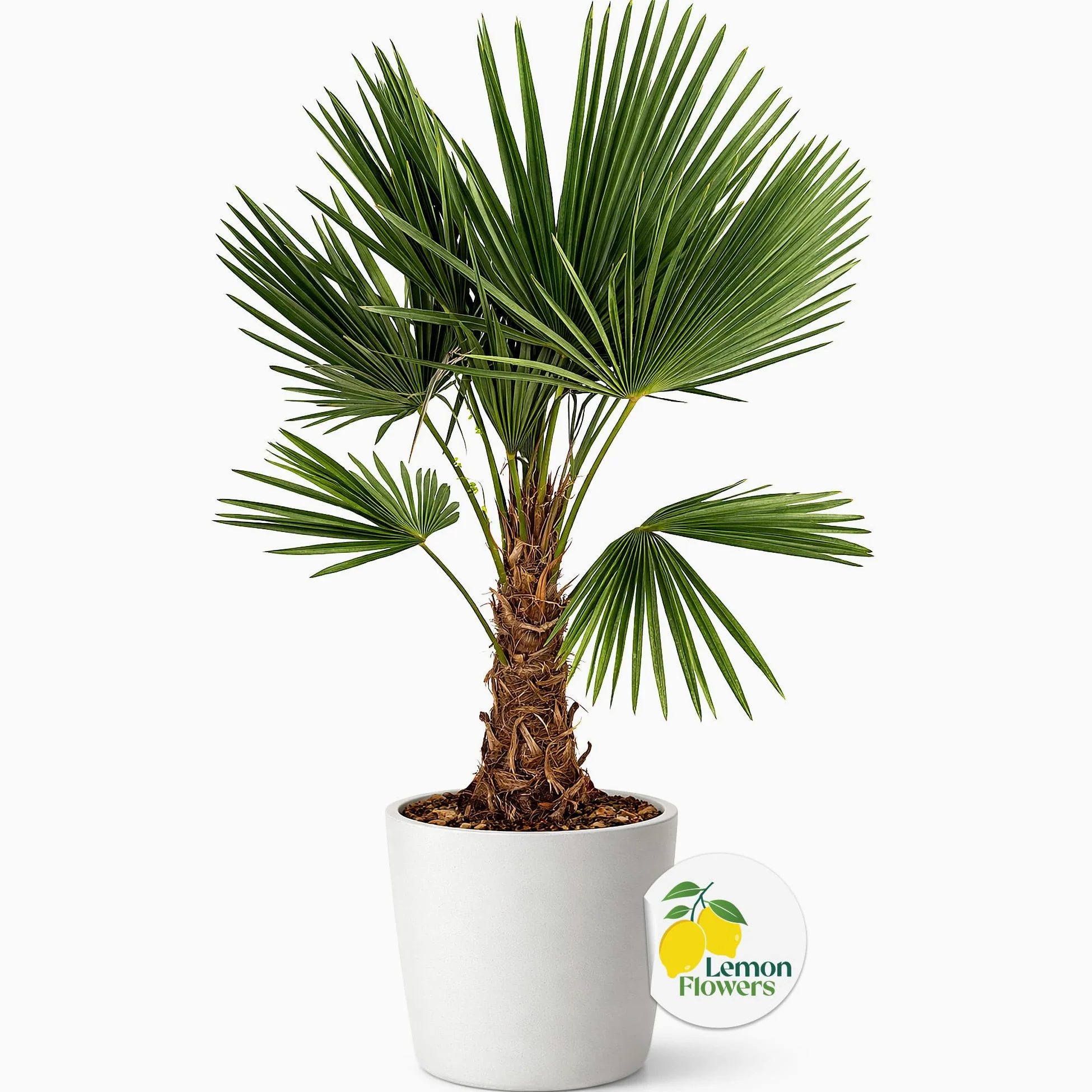 Palmier Trachycarpus Fortunei 140 cm – Palmier Extérieur Résistant -18°C | Palmier Naturel pour Jardin, Terrasse et Balcon – Plante d'Extérieur en Pot