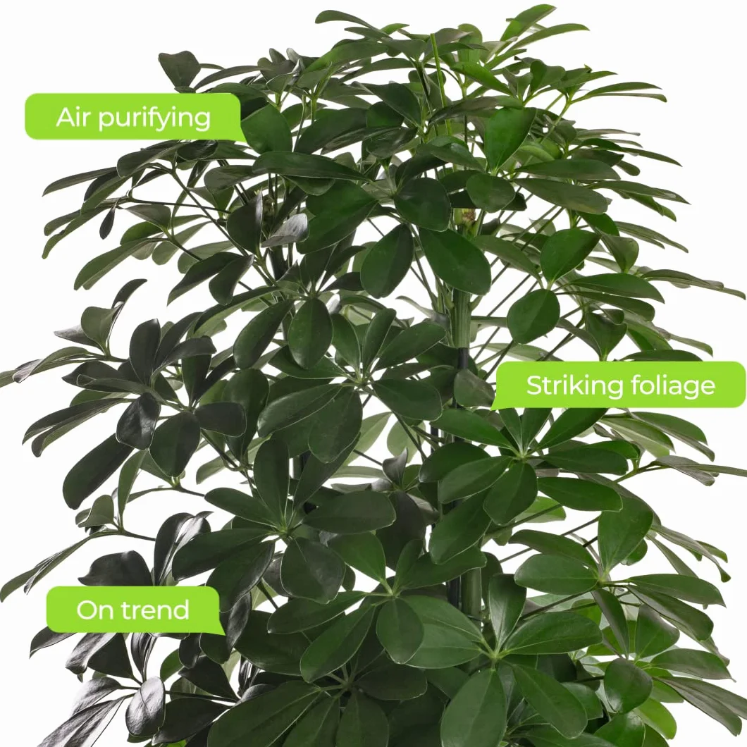 Schefflera Nora Plante d'intérieur rare exotique grande toujours verte