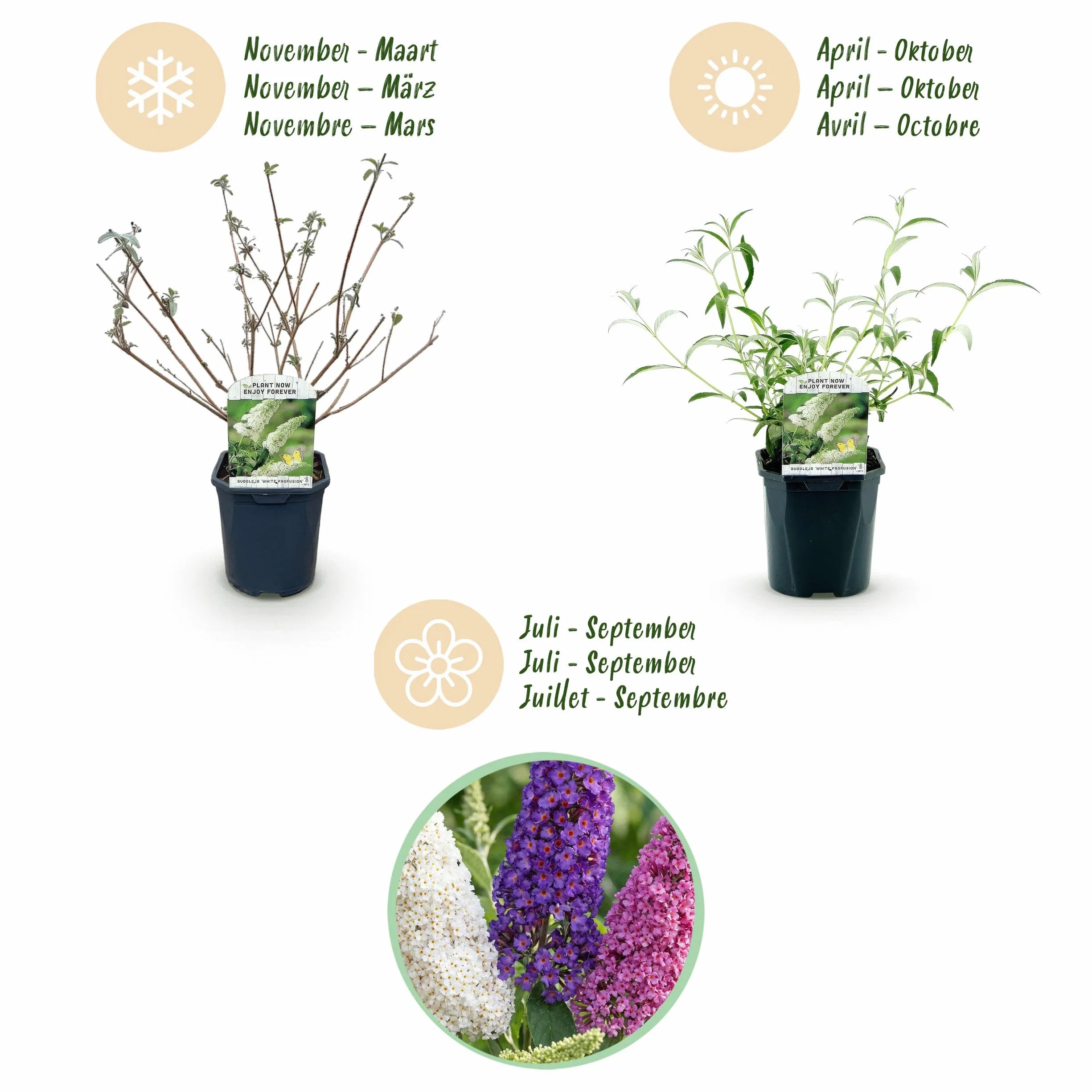 Buddleja davidii Tricolour Arbre à papillons 3 Plantes Pot 17cm Hauteur 45cm