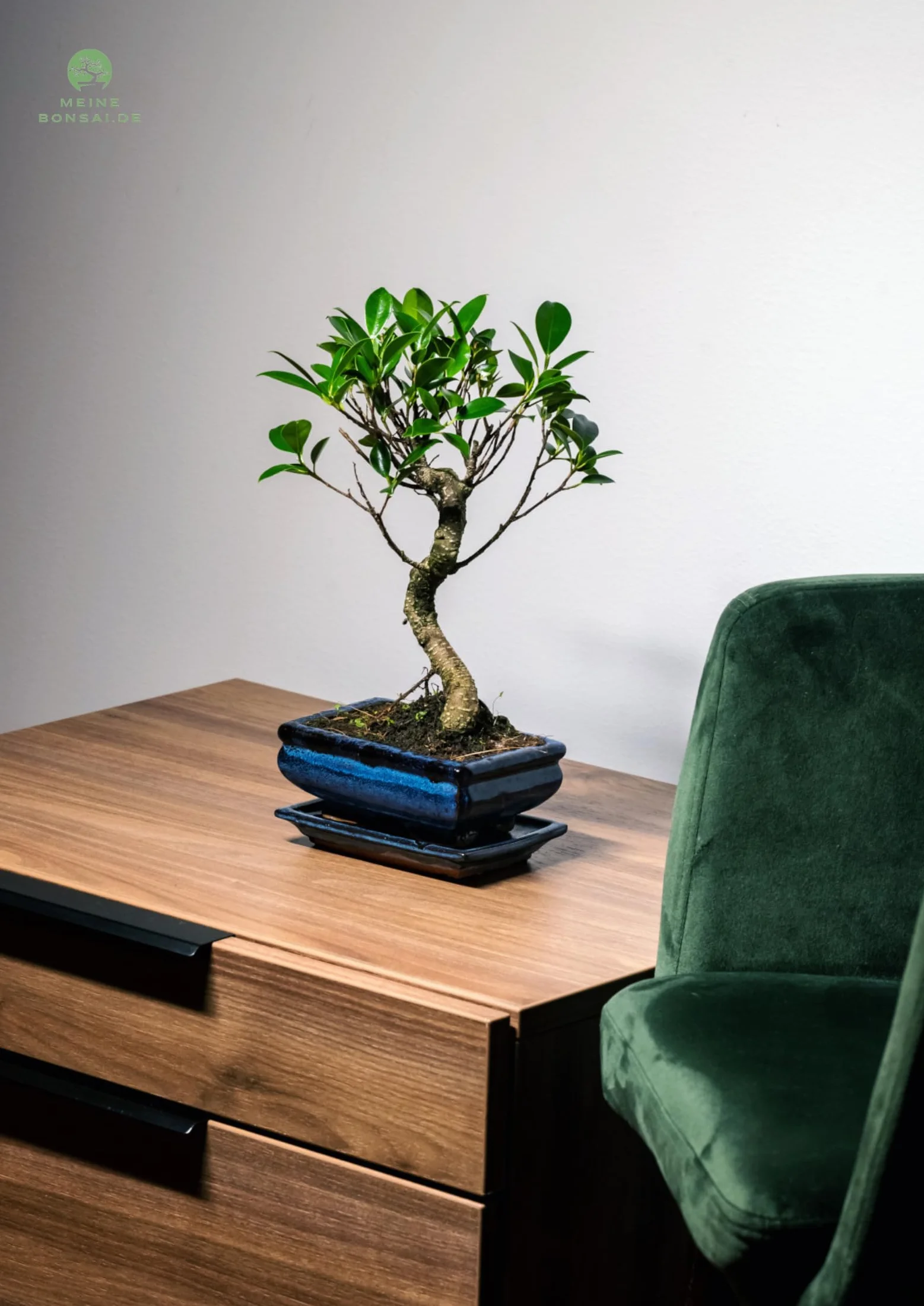 Arbre bonsaï Ficus Microcarpa en pot céramique 15 cm 8-9 ans
